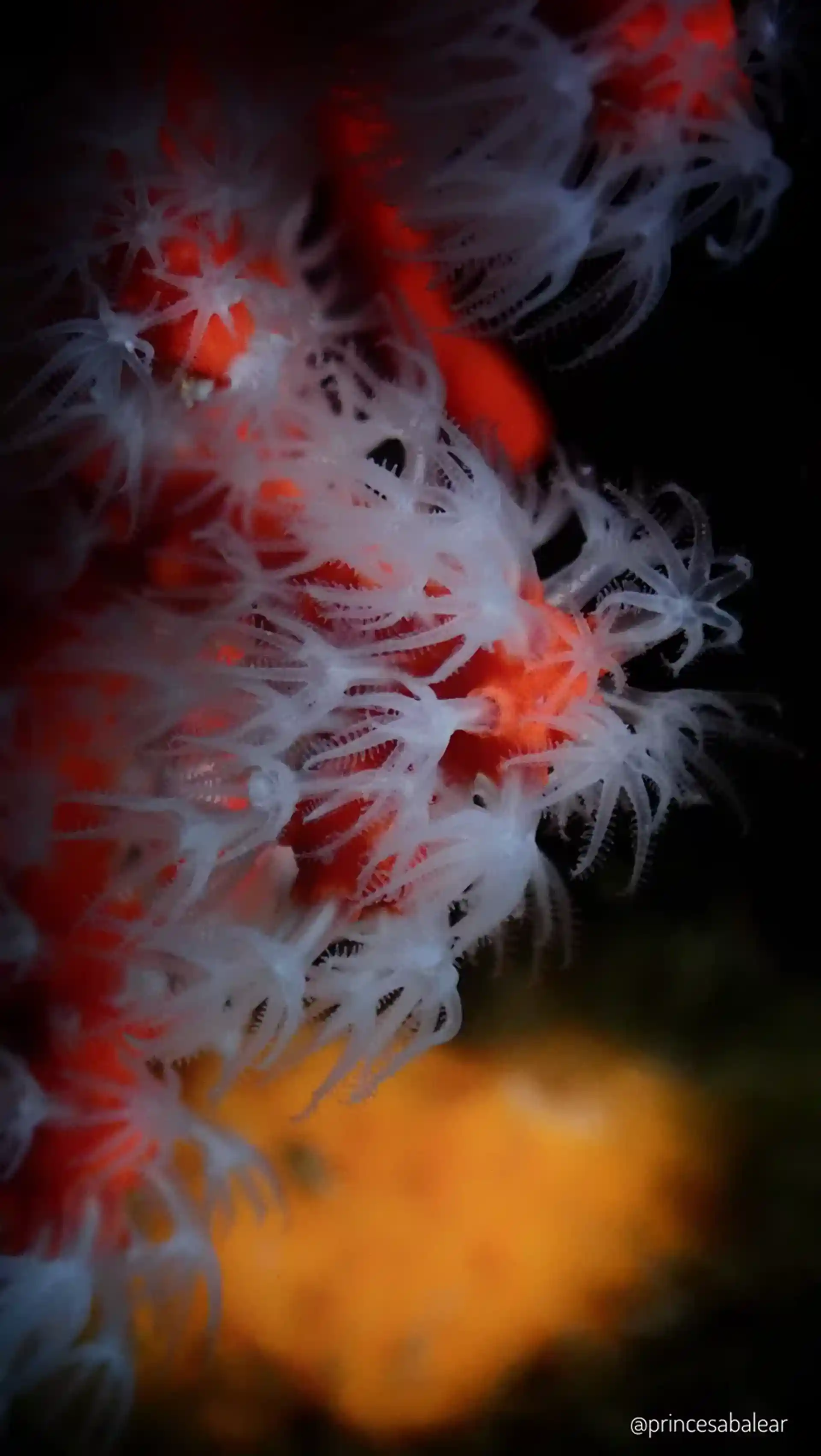 Foto del sitio de buceo