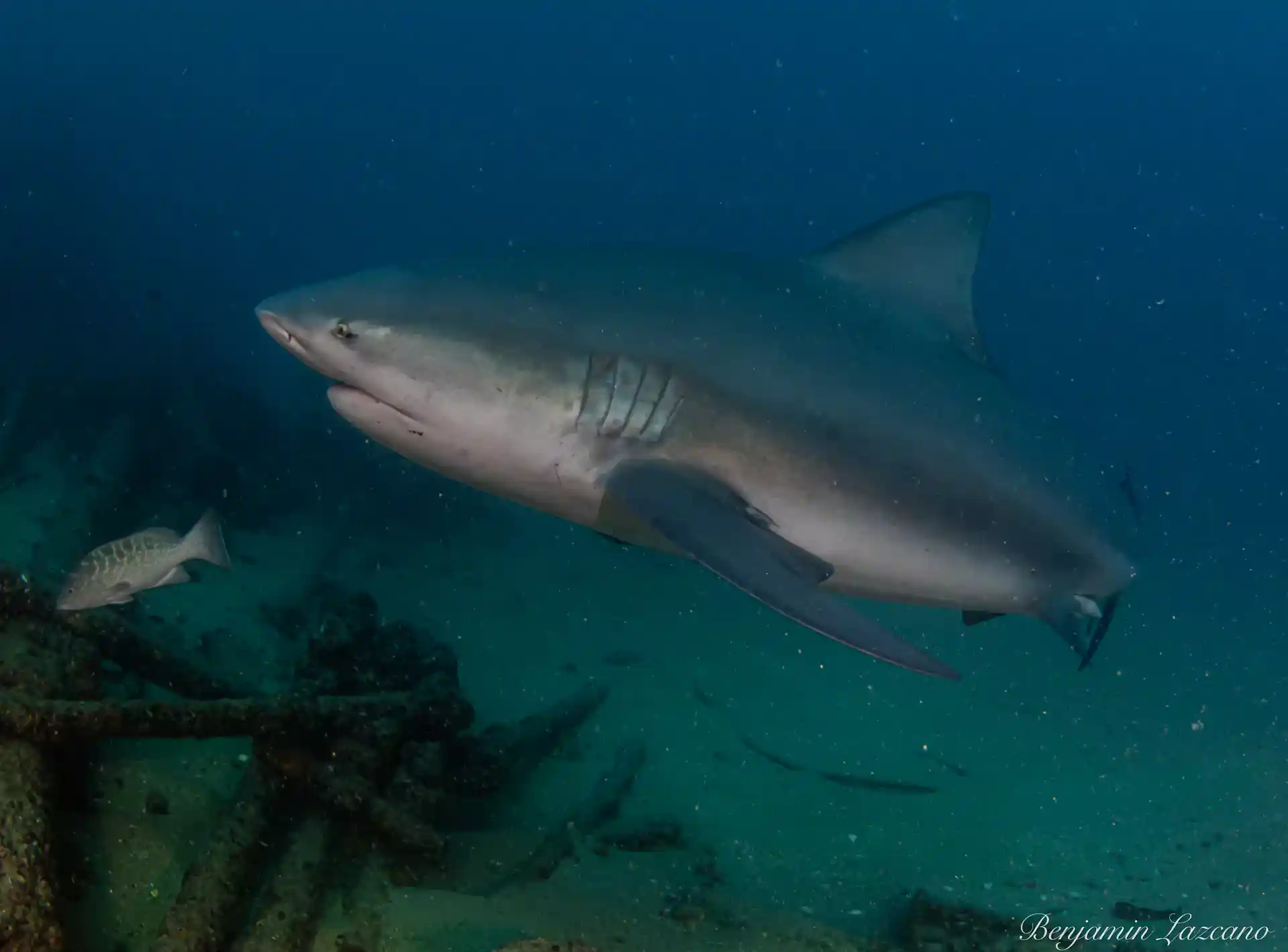 Un tiburón toro en el Parque Nacional Cabo Pulmo