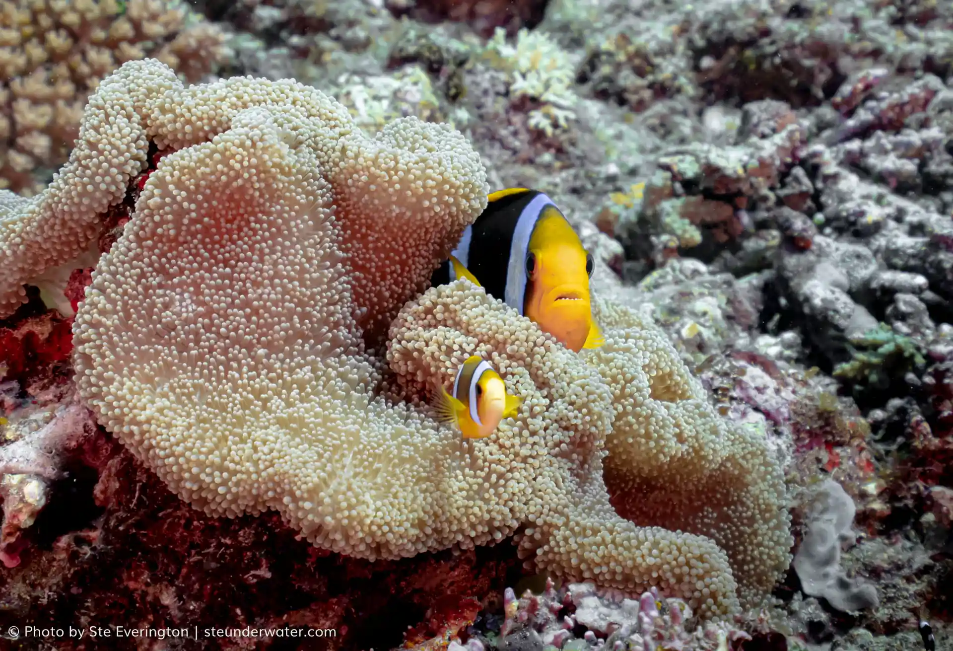 Clark's anemone fish - one of many species that live on the reef.