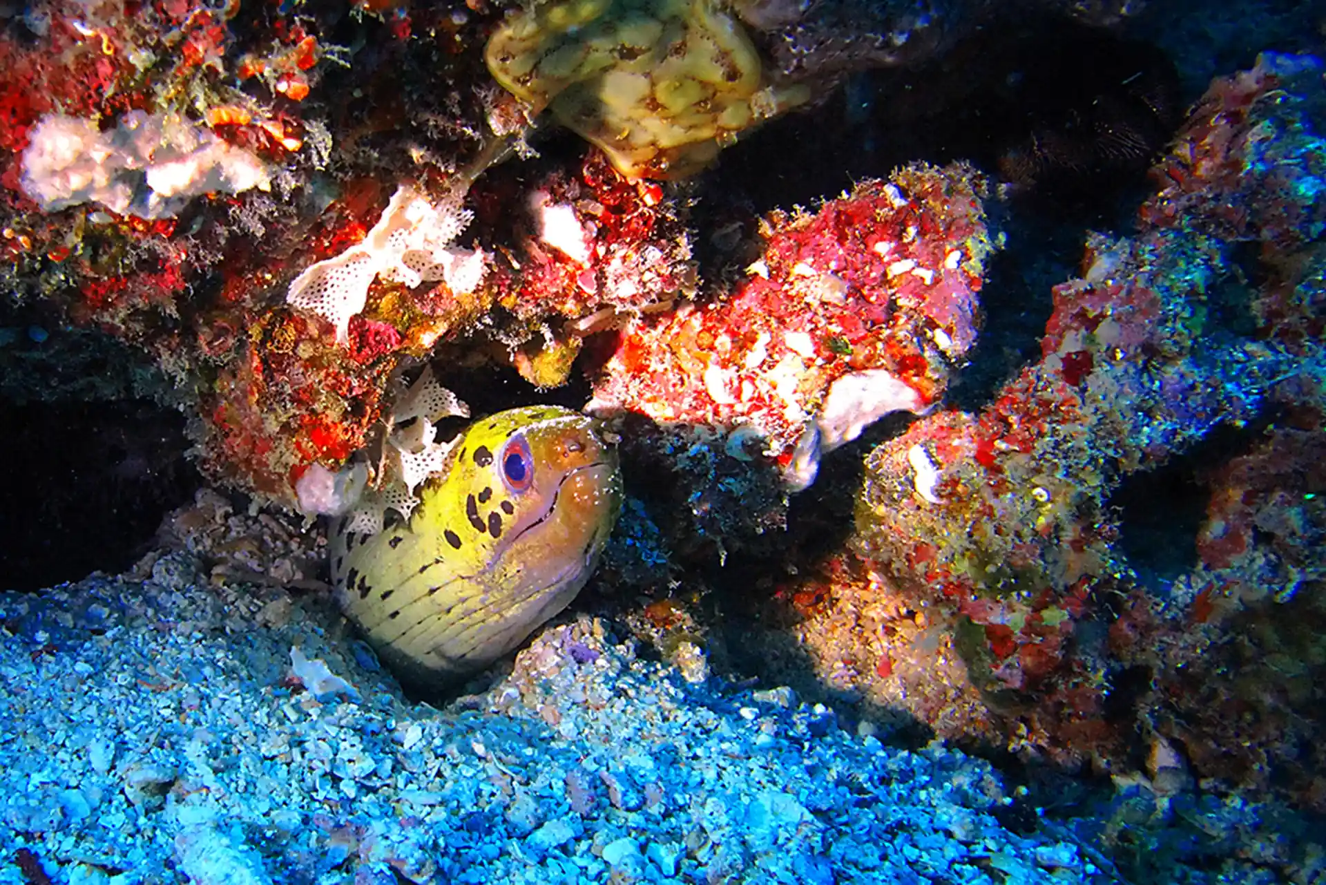 潜水是关于颜色的