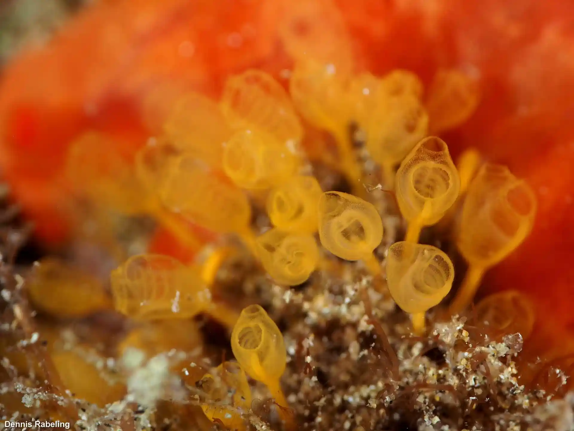 Foto van de duiklocatie