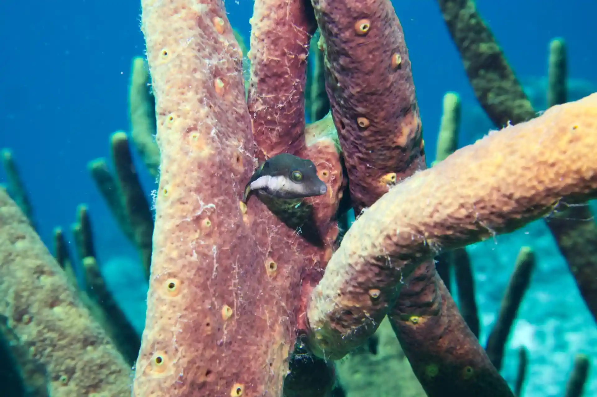 Dive site photo