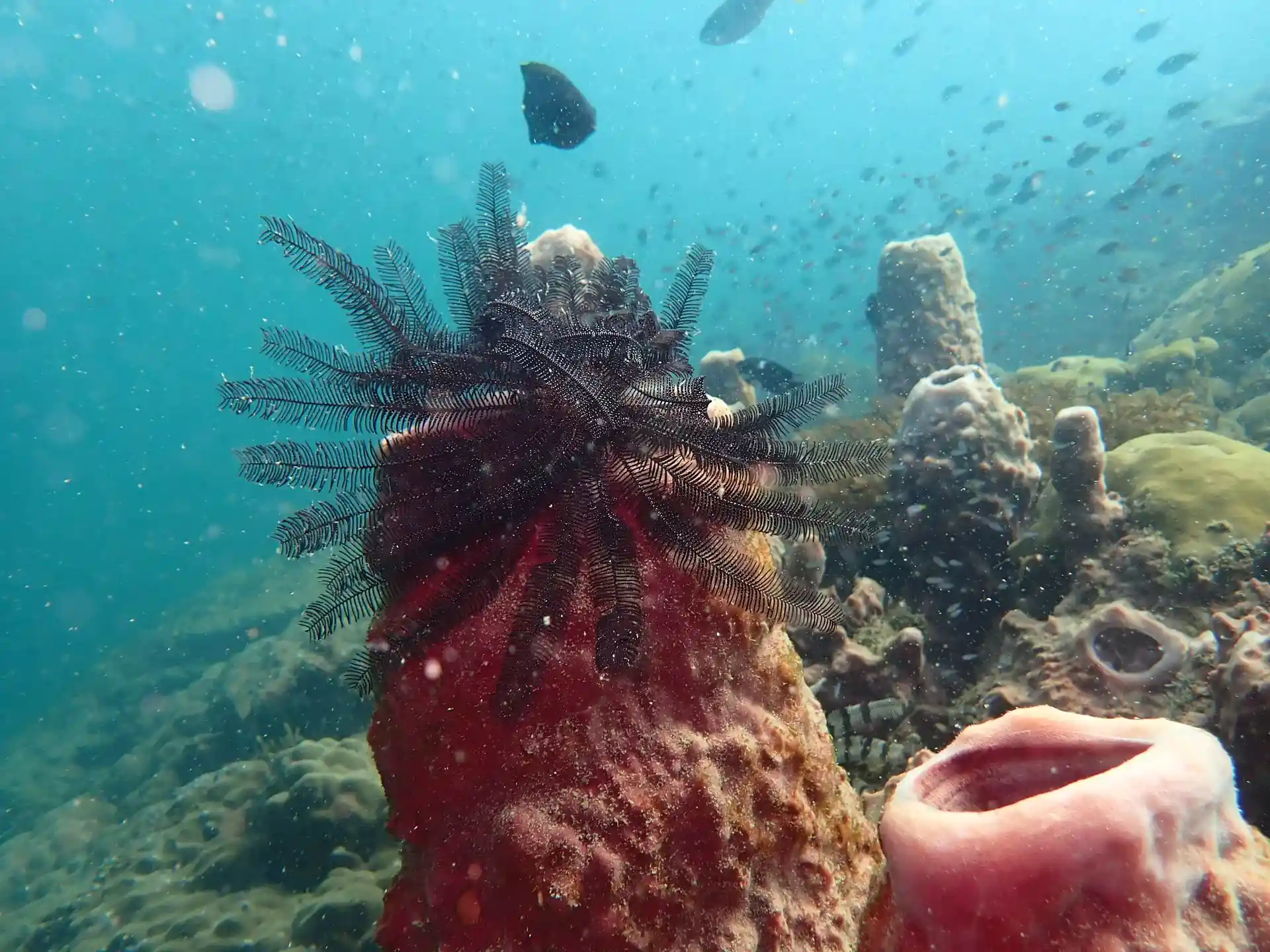 Dive site photo