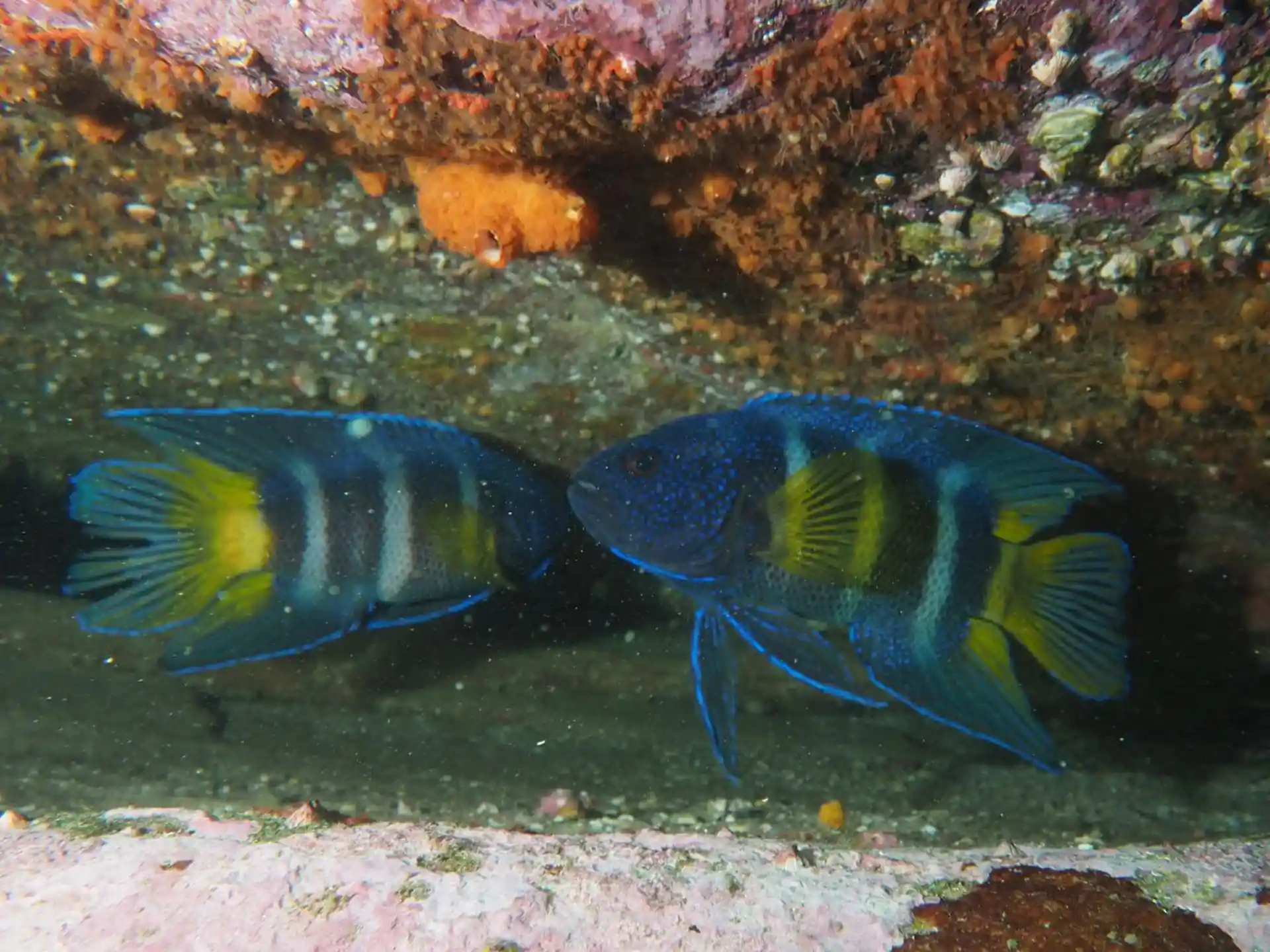 Dive site photo