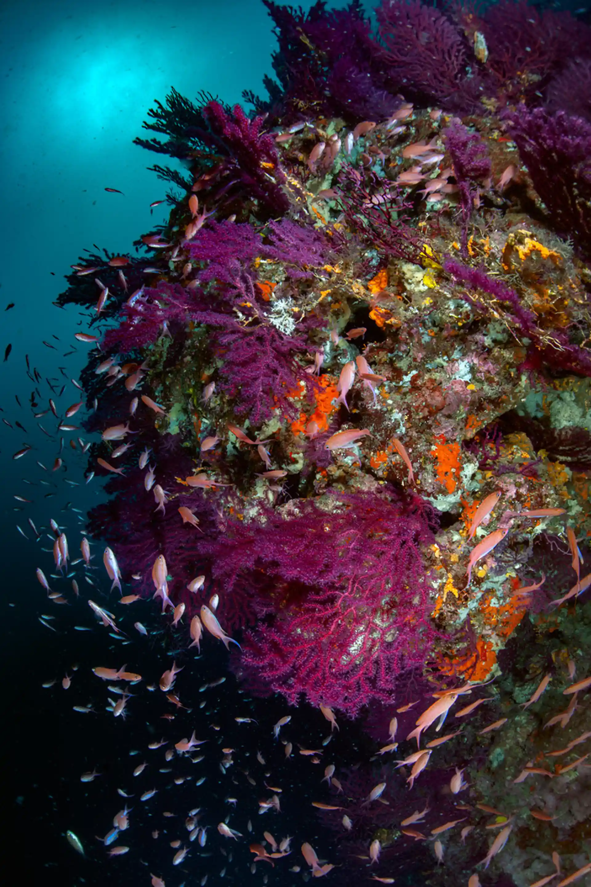 다이빙 포인트 사진