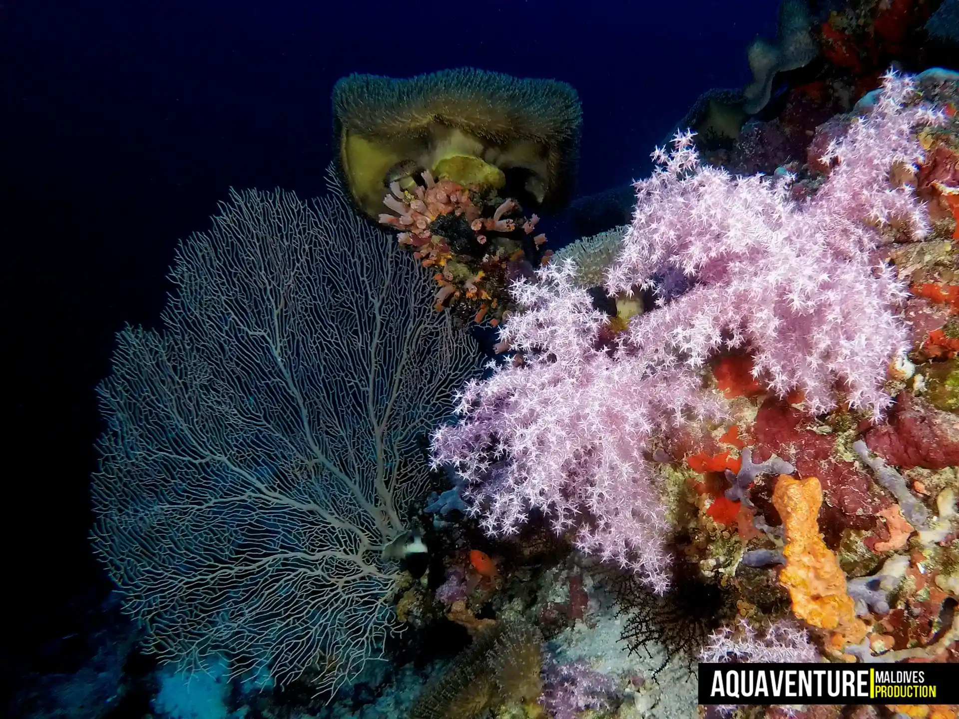Dive site photo