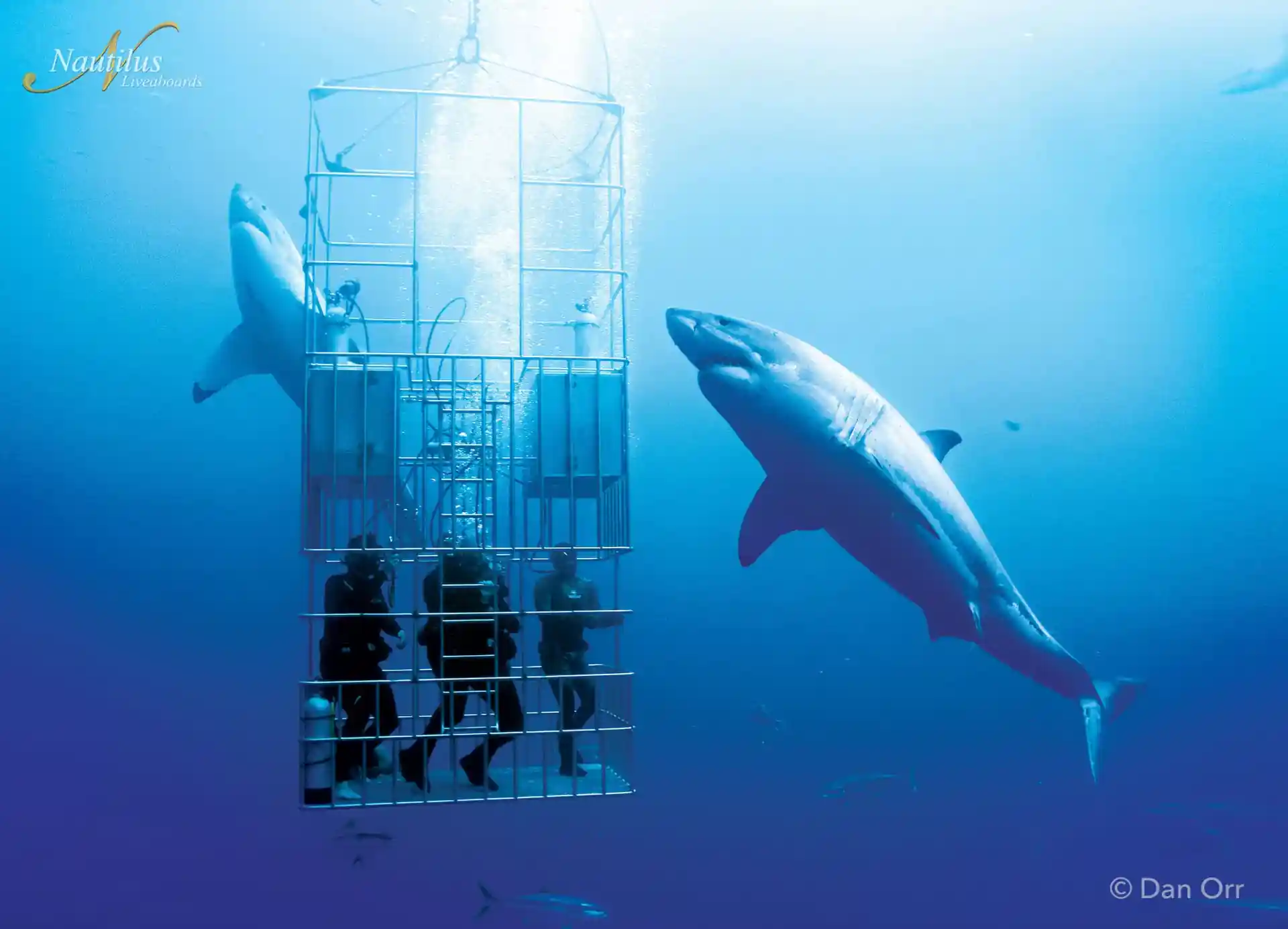 Buceo en jaula y observación de grandes tiburones blancos