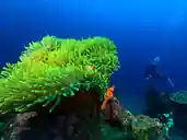 Dive center image