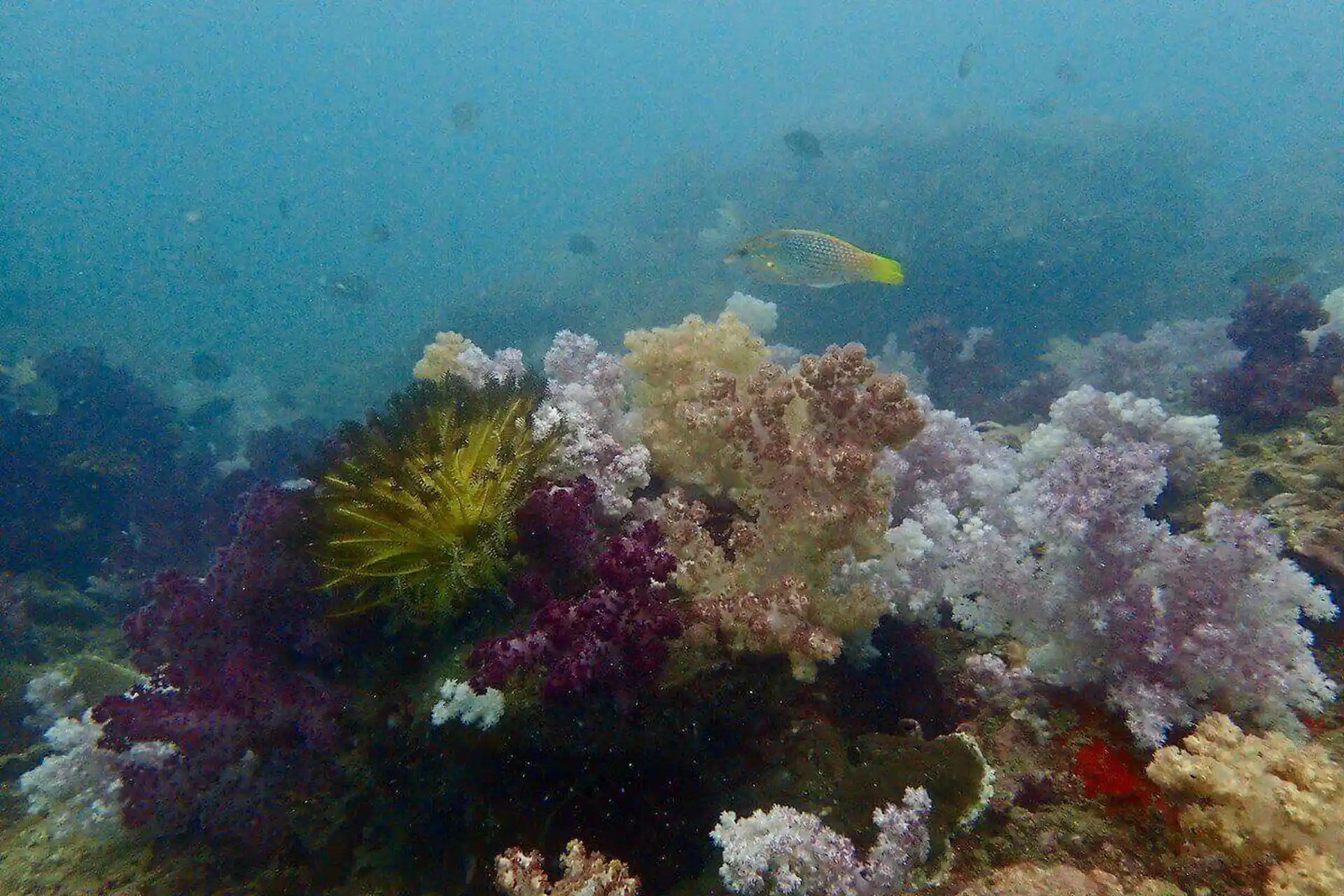 다이빙 포인트 사진