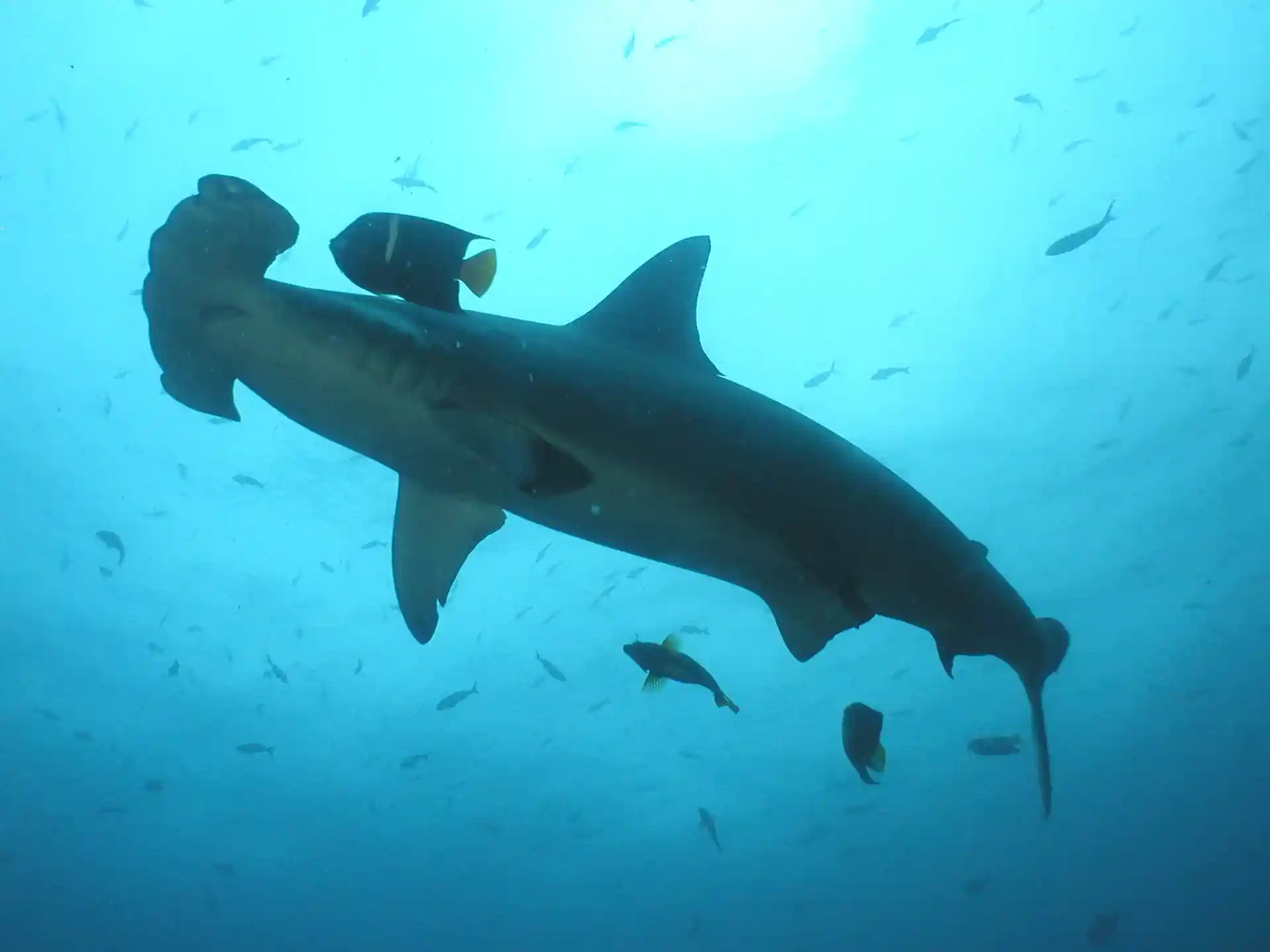 Dive site photo