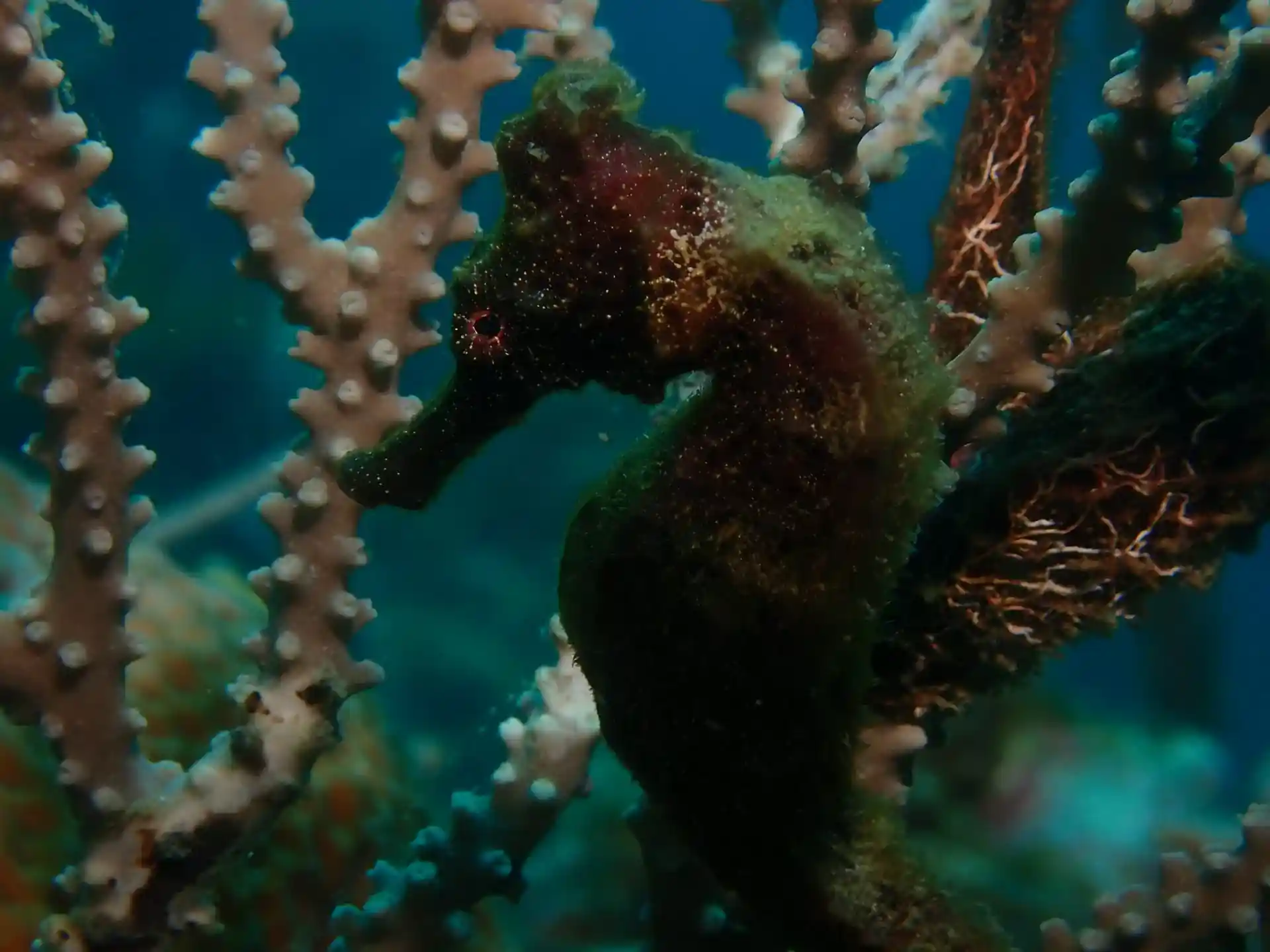 Dive site photo