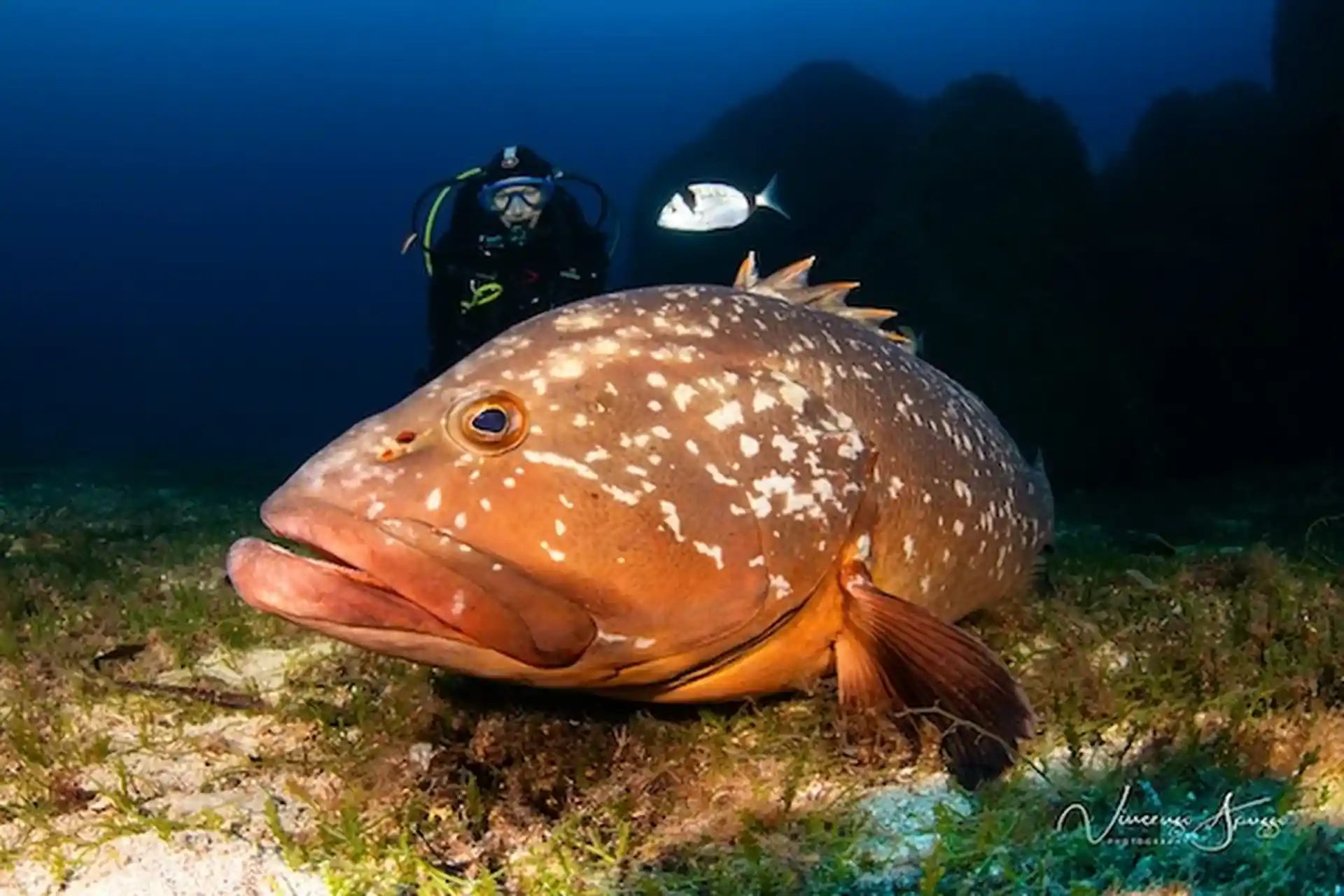 Large Groupers