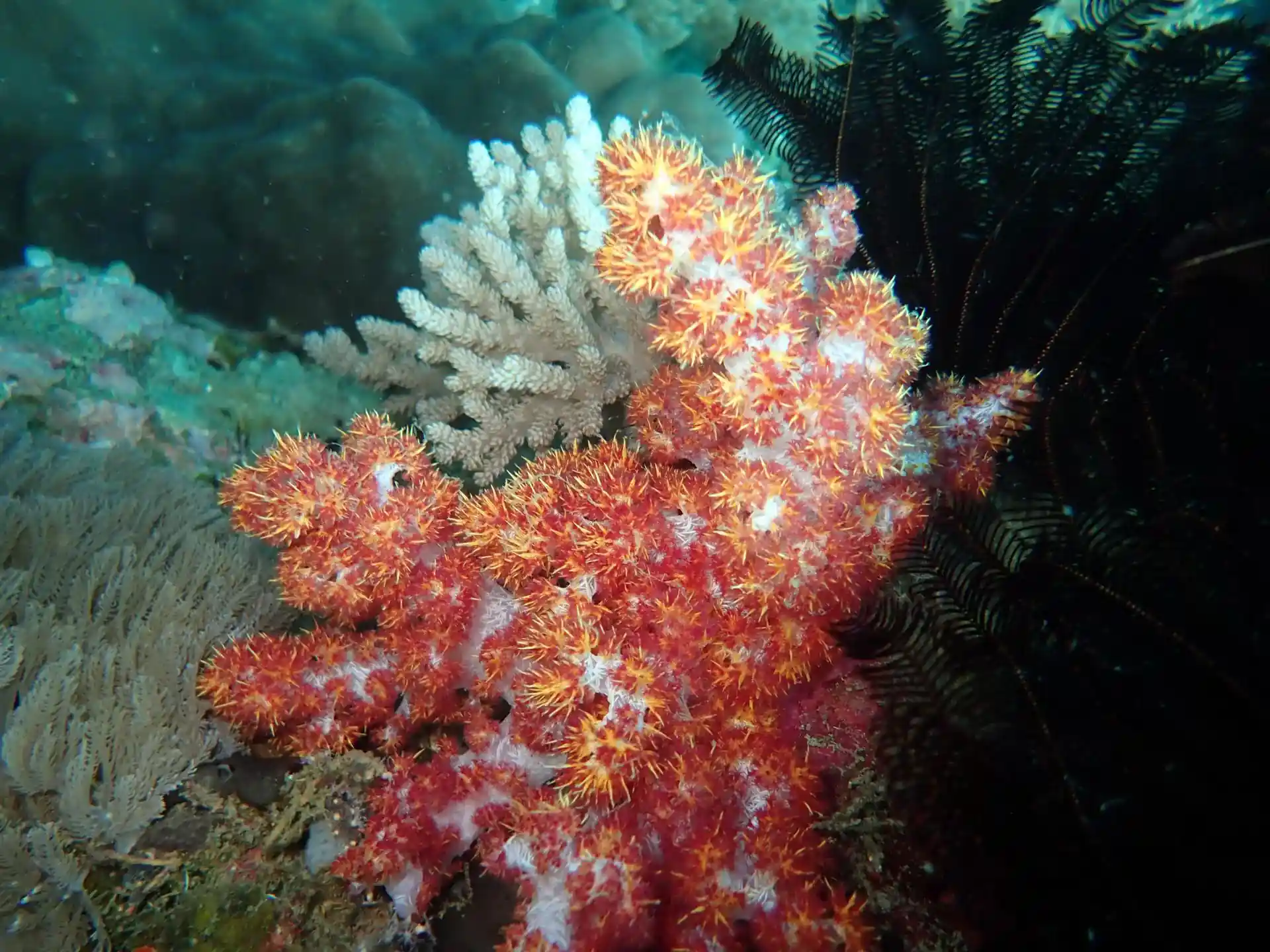 Dive site photo