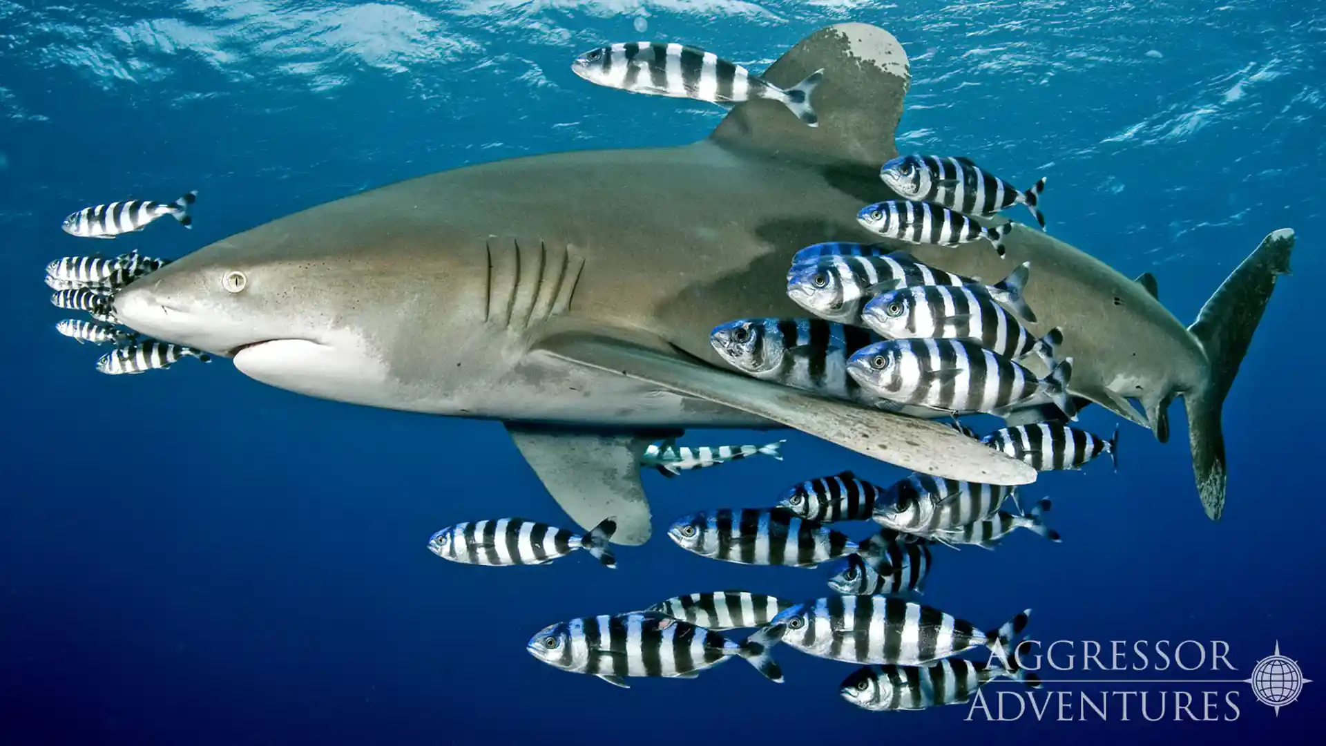 Dive shop photo