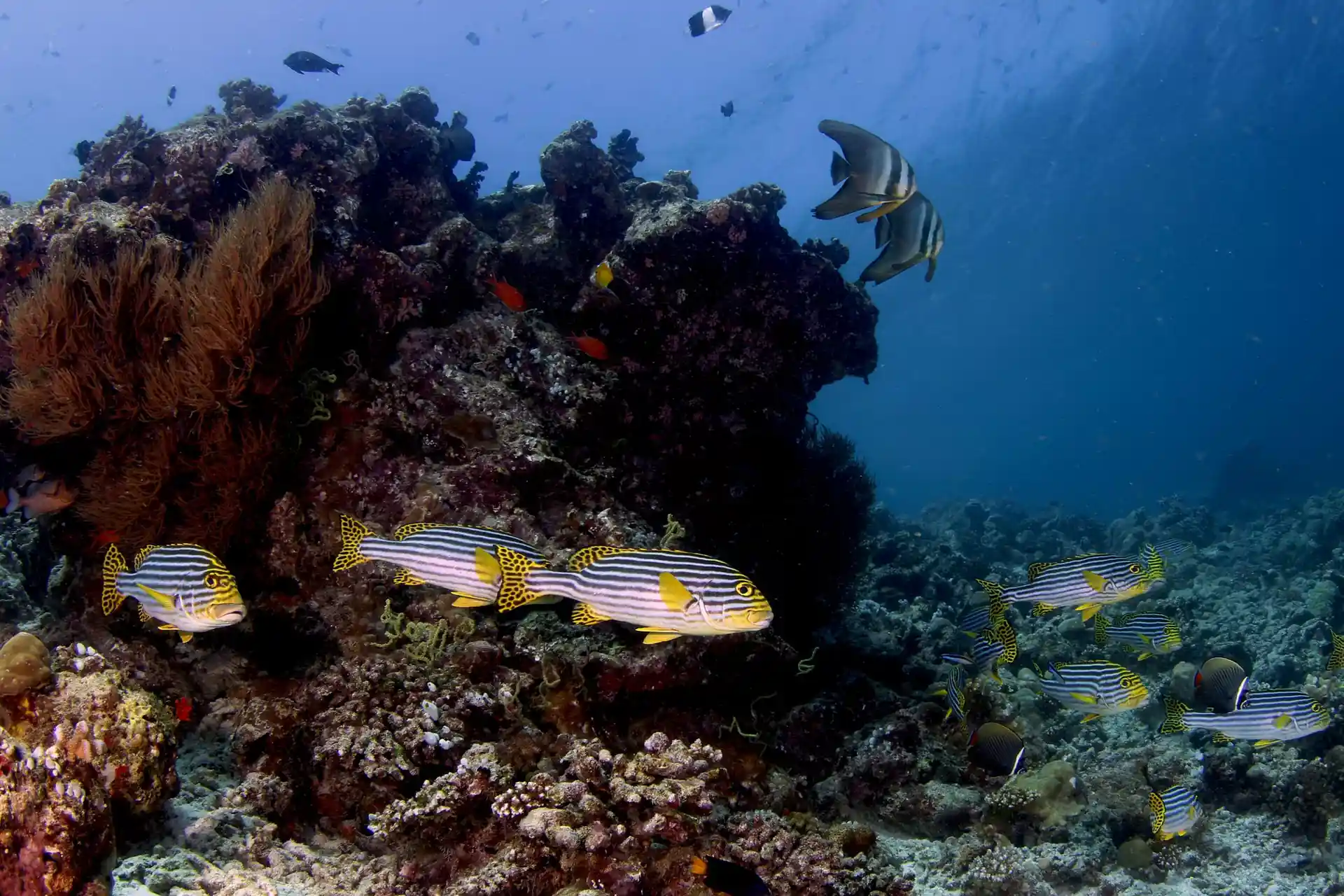 Dive site photo