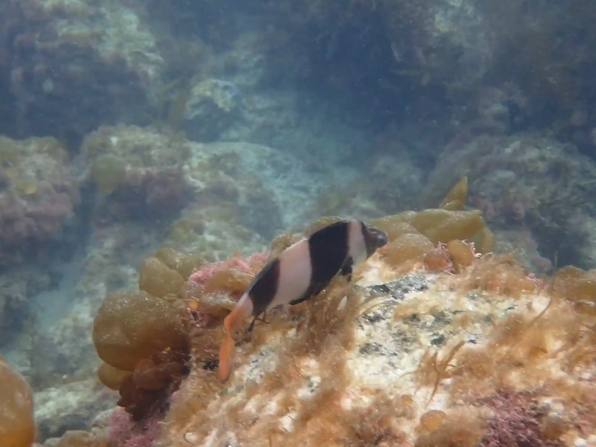 ダイビングサイトの写真