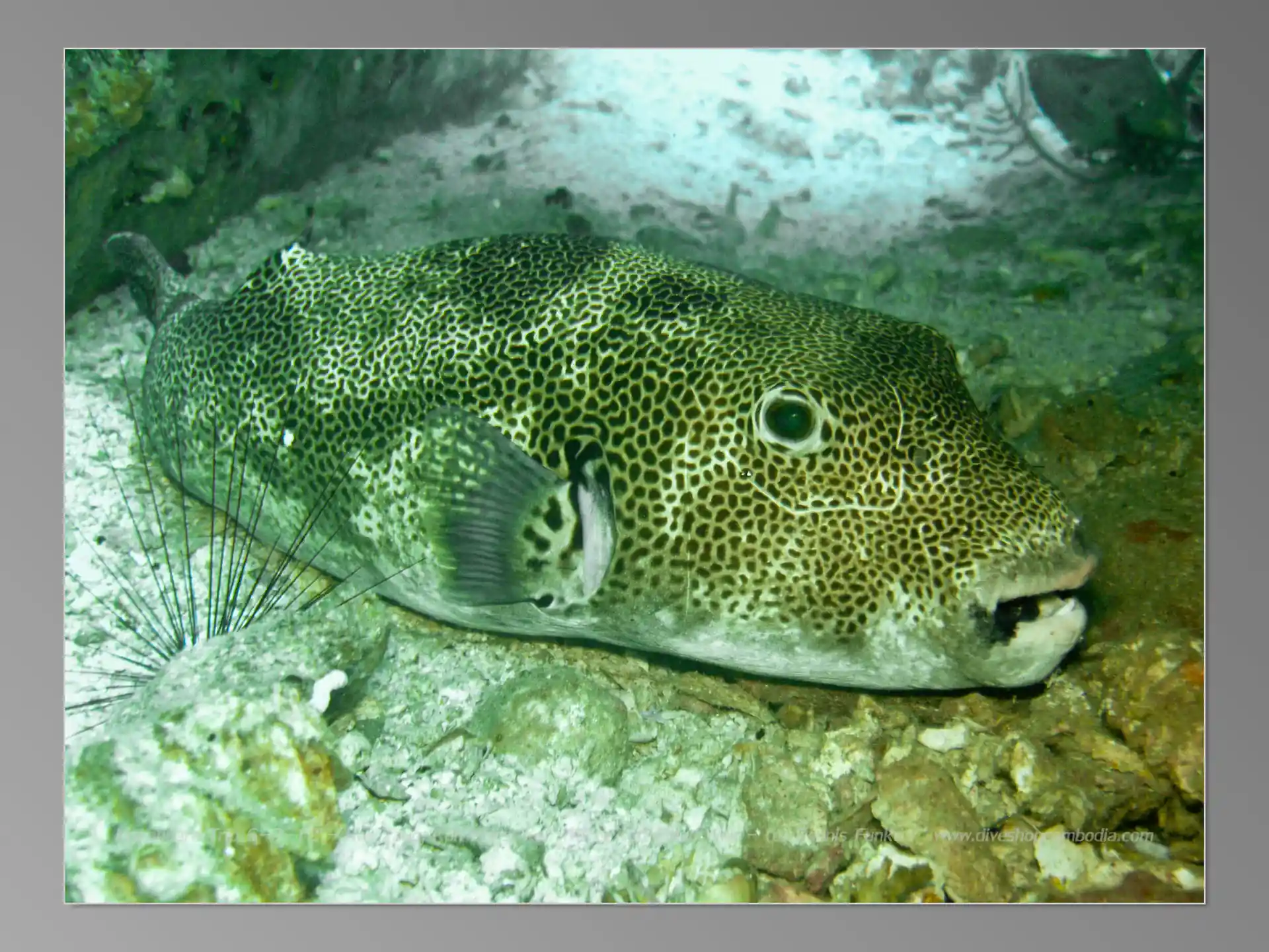 Foto van de duiklocatie