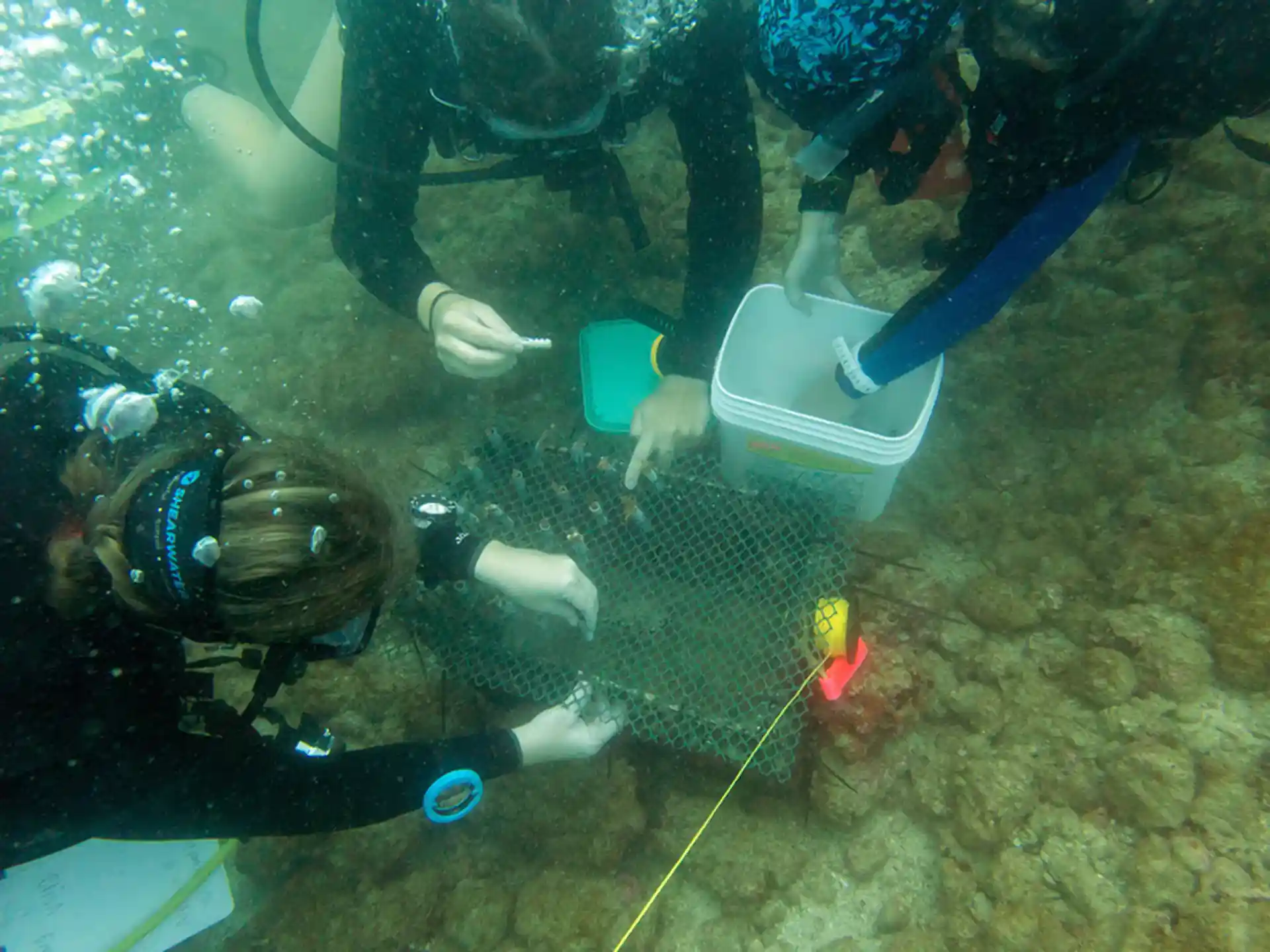 Plantar un vivero de coral