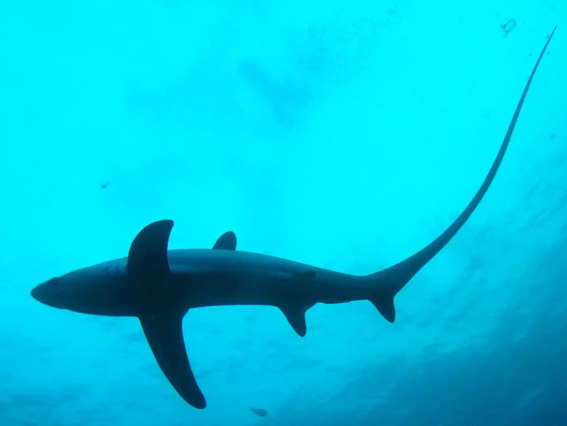 Dive site photo