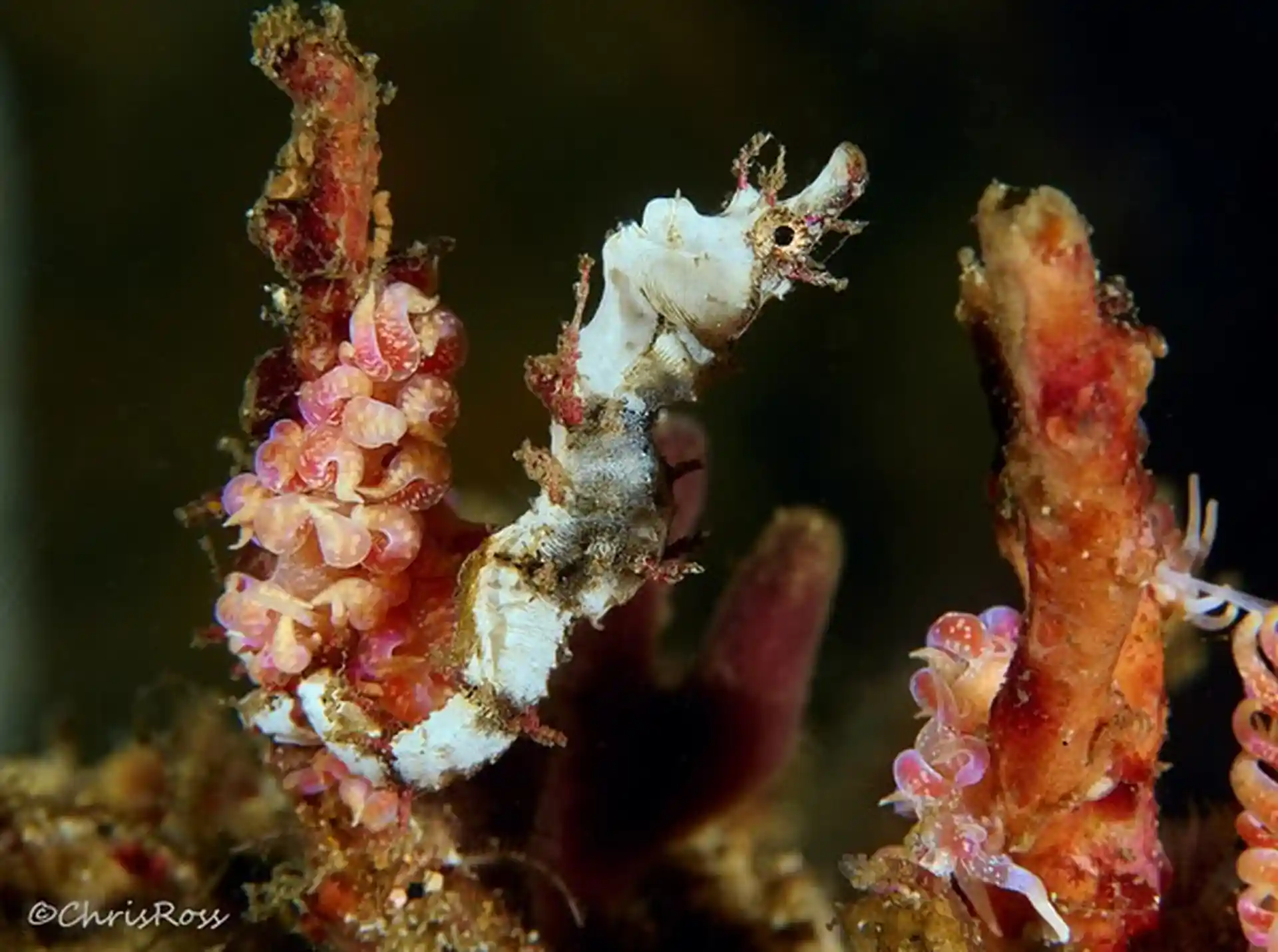 Dive site photo