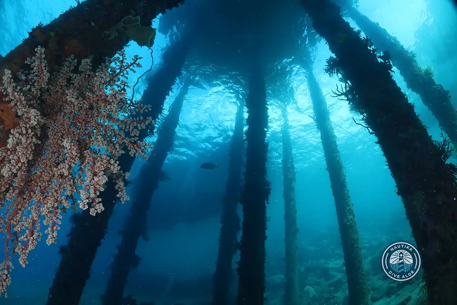Dive site photo