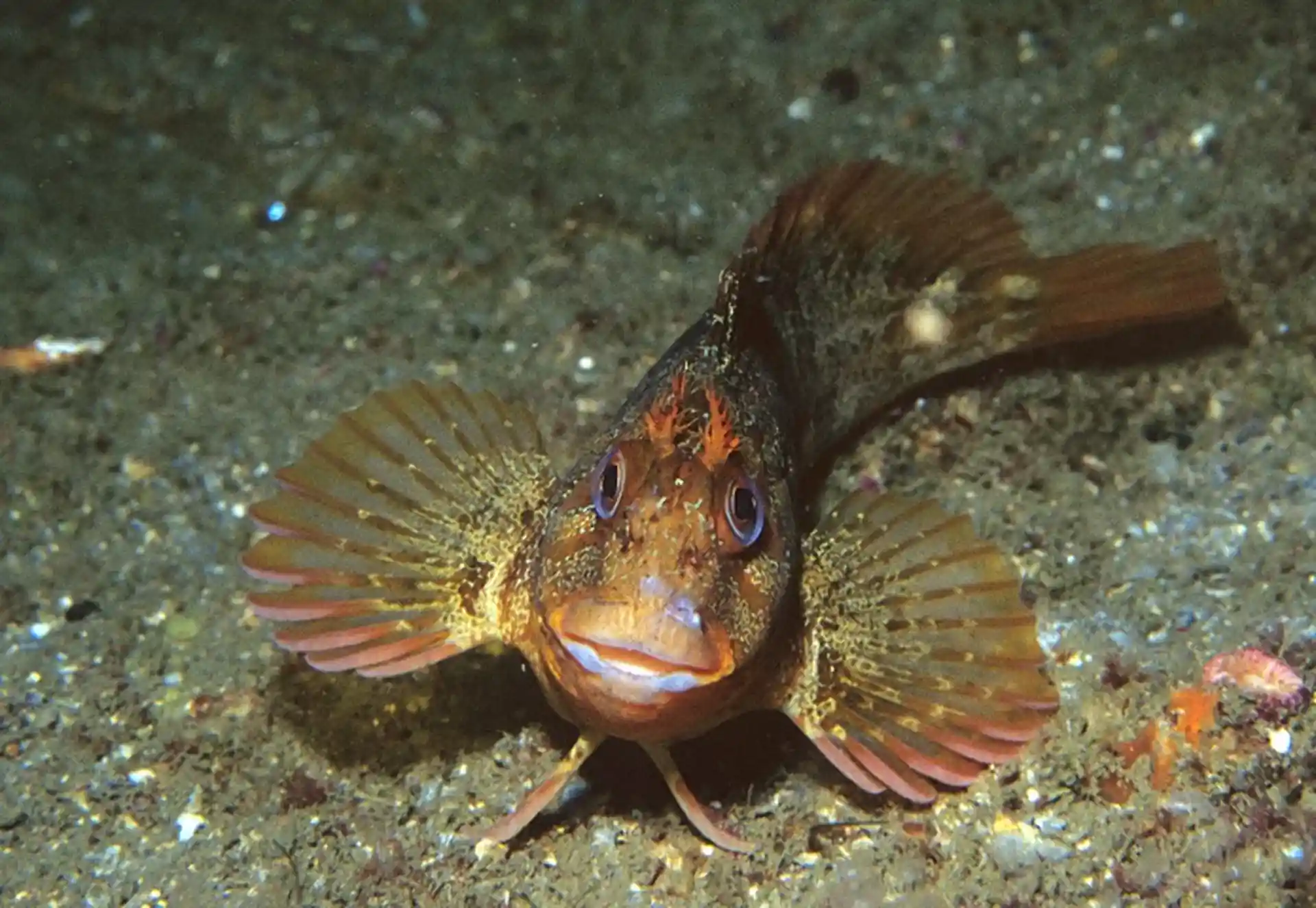 Photo du site de plongée