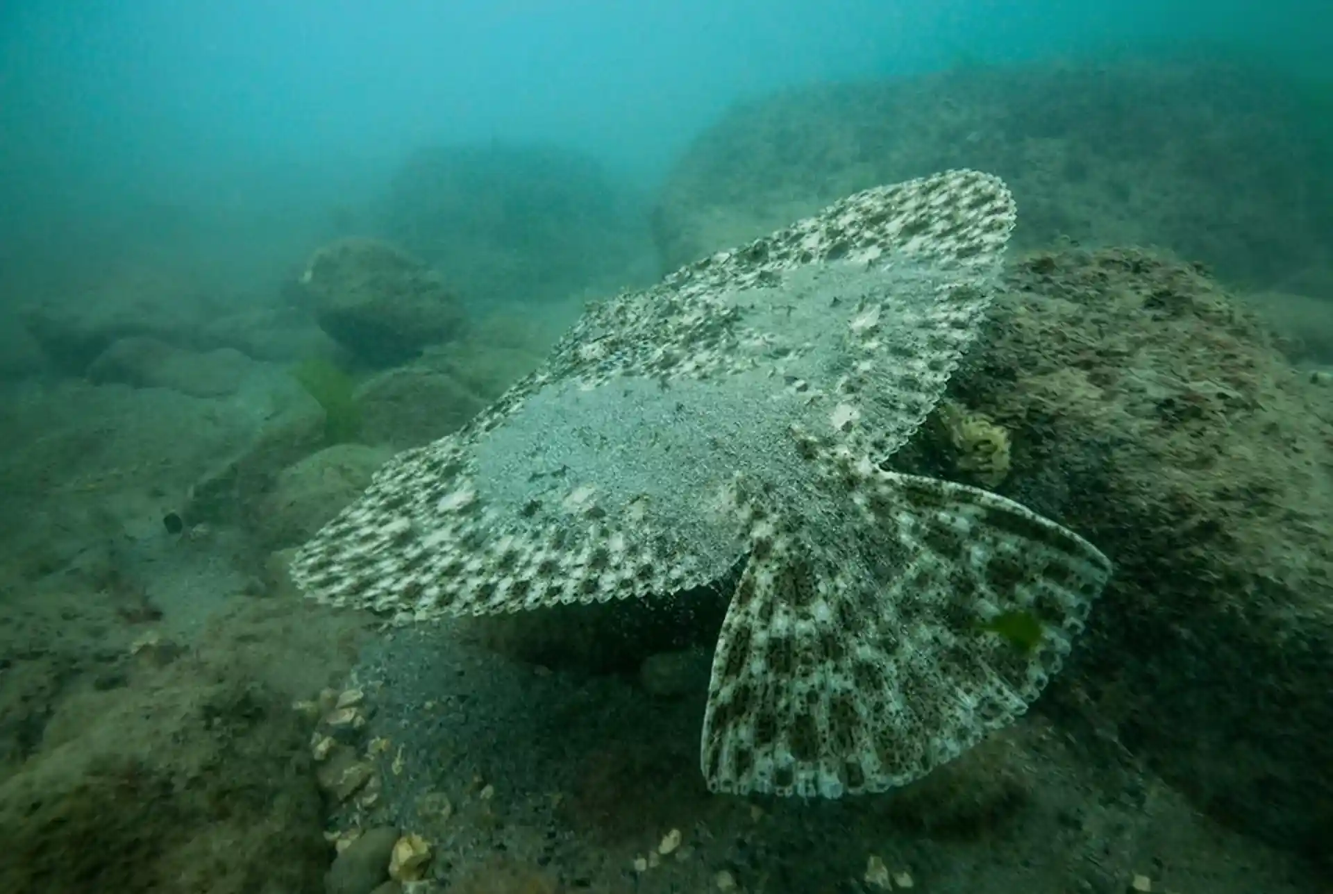 Photo du site de plongée