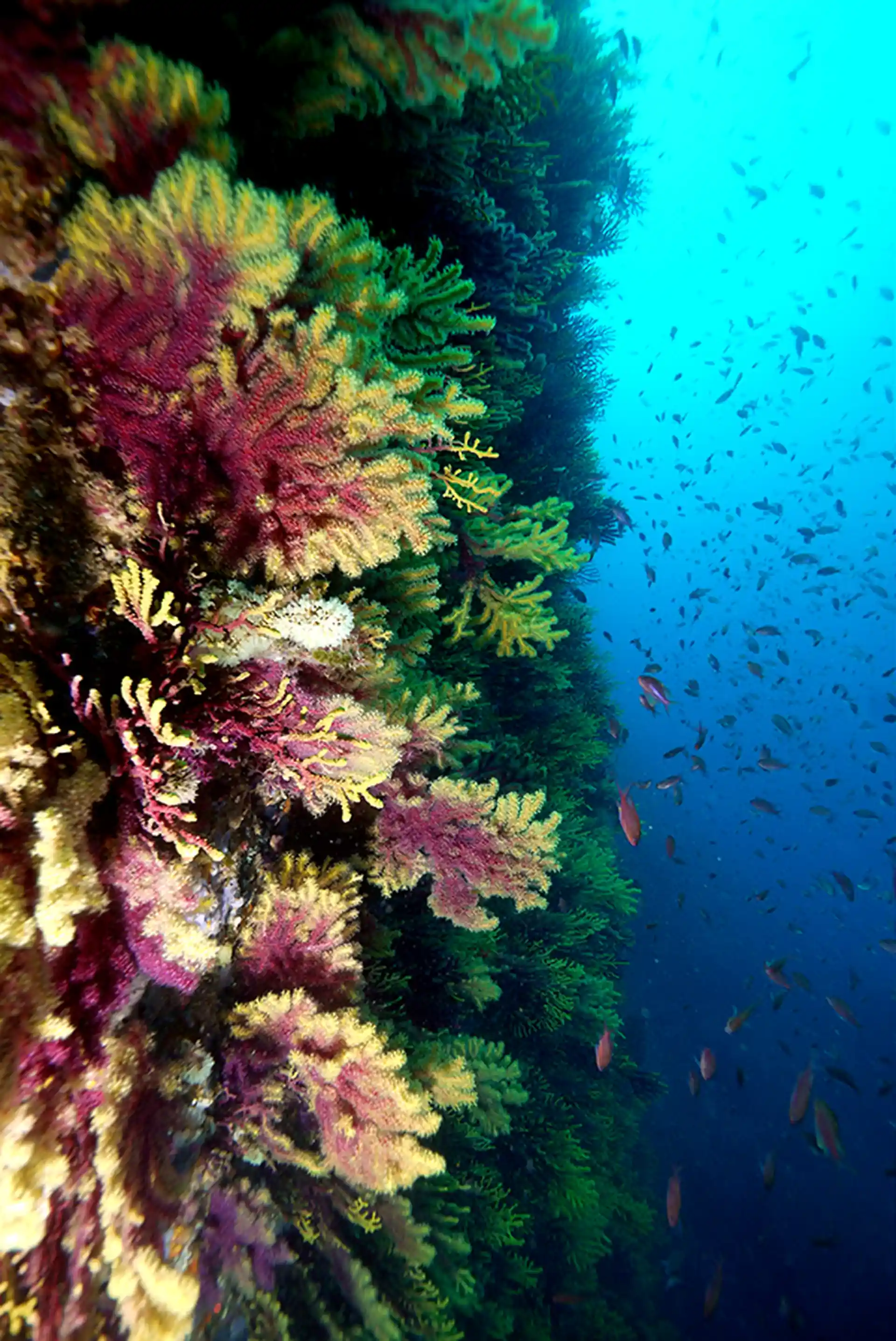 Foto del sitio de buceo