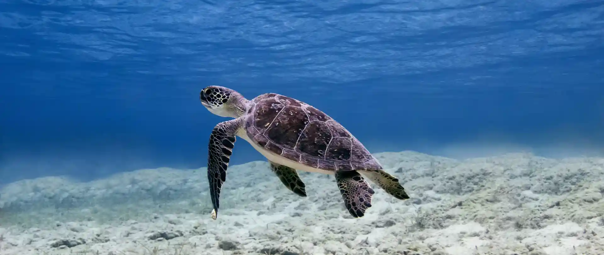 Turtle at the Green Bay