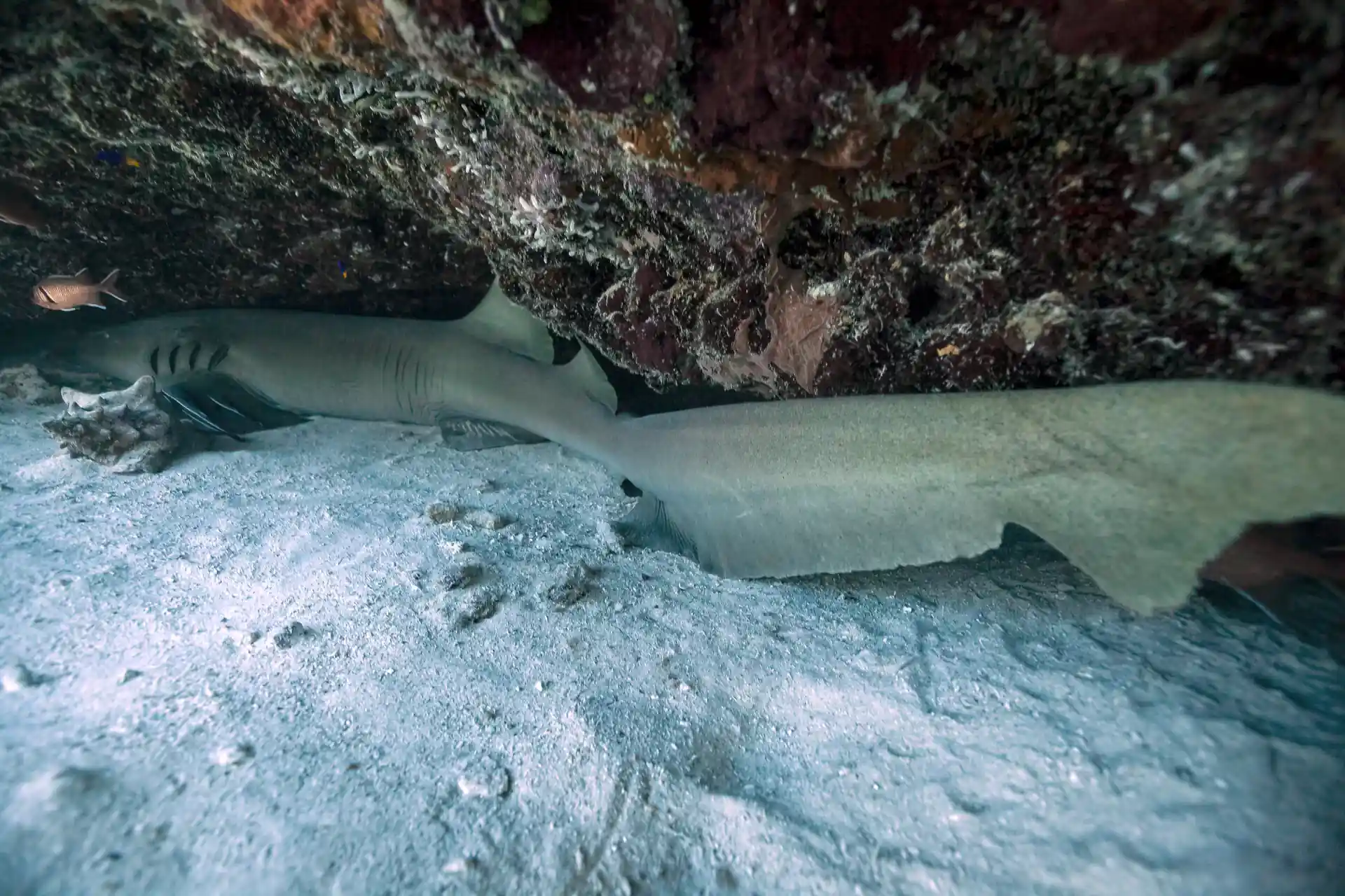Search for nurse sharks under ledges.