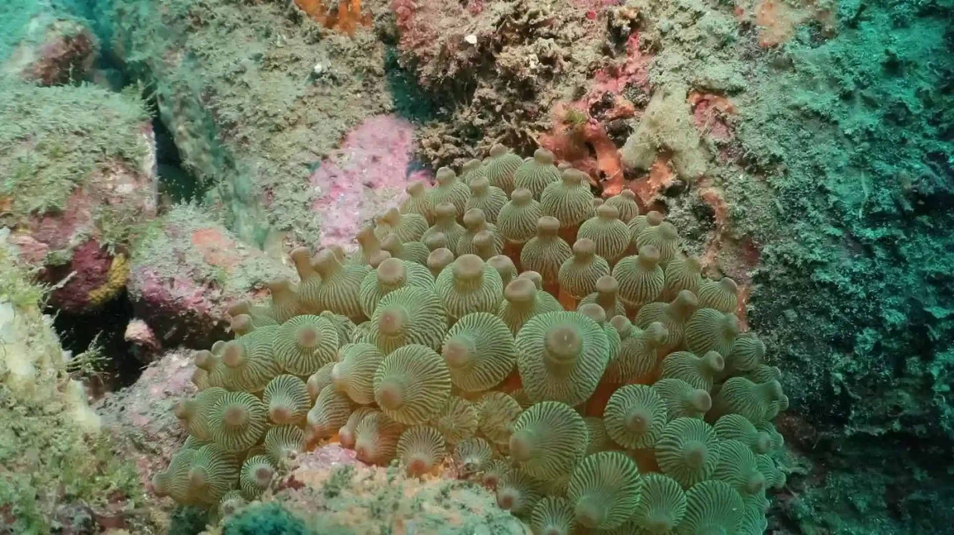 潛點圖片