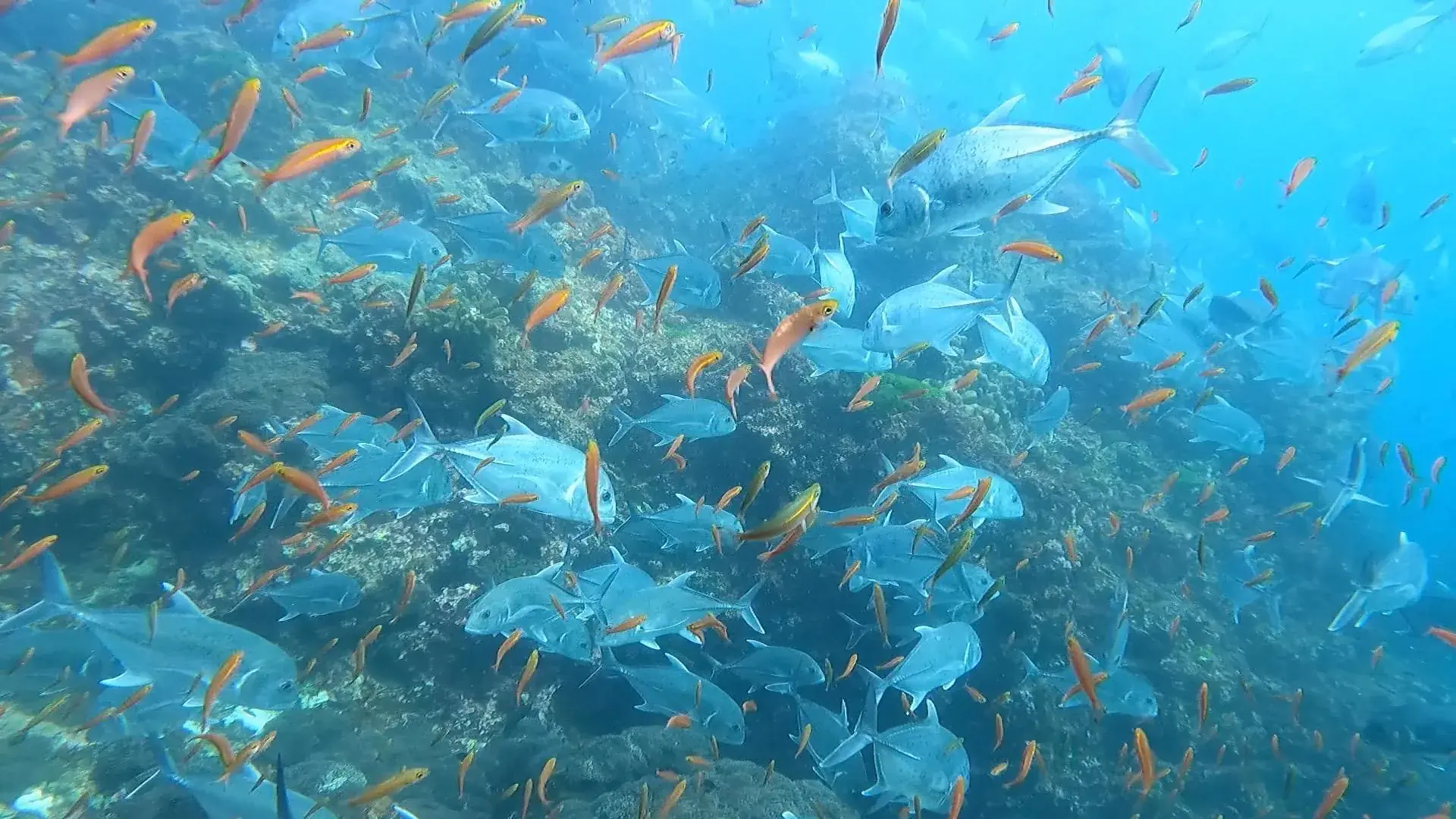 Photo du magasin de plongée