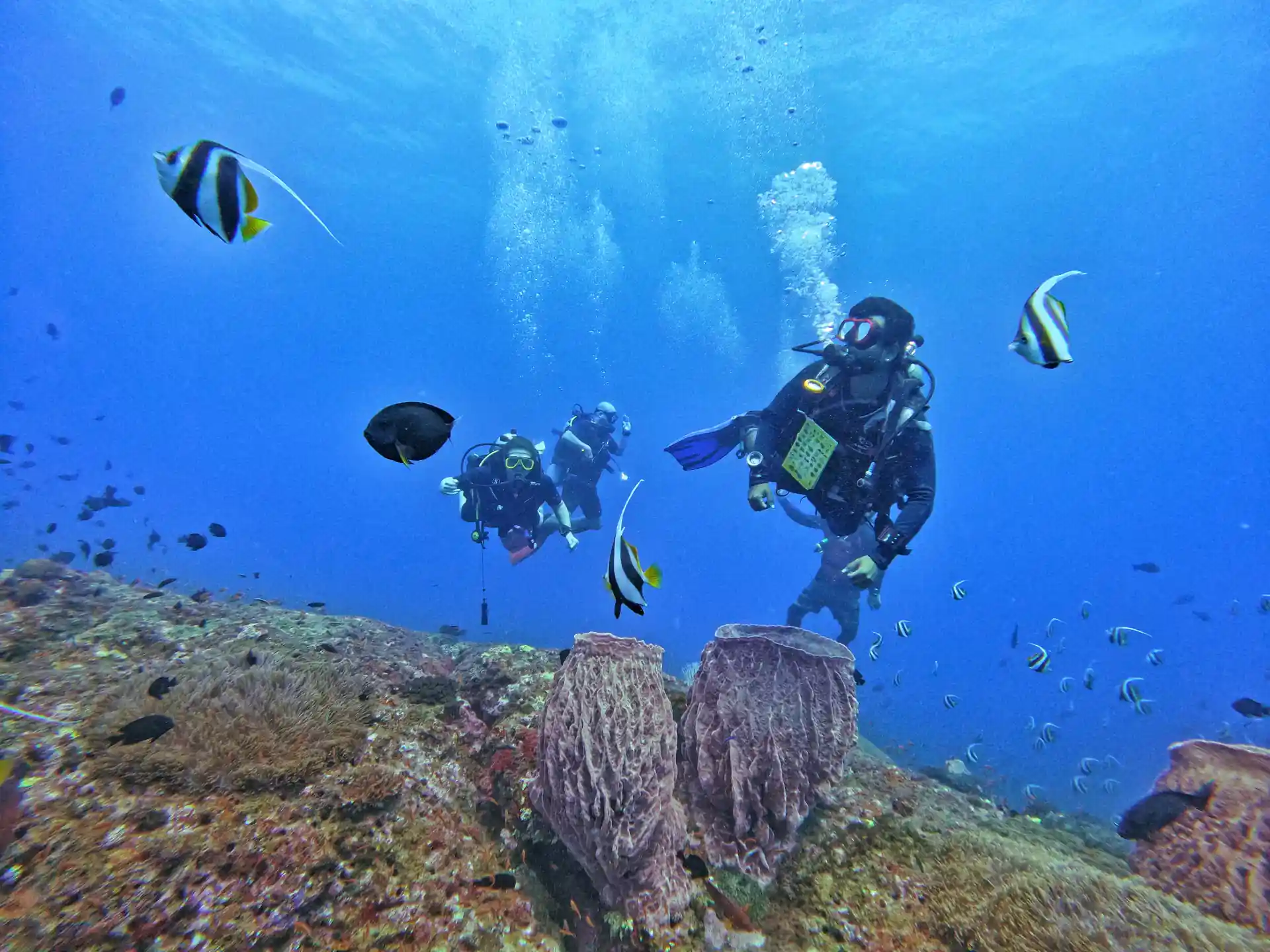 Divers among bannerfish
