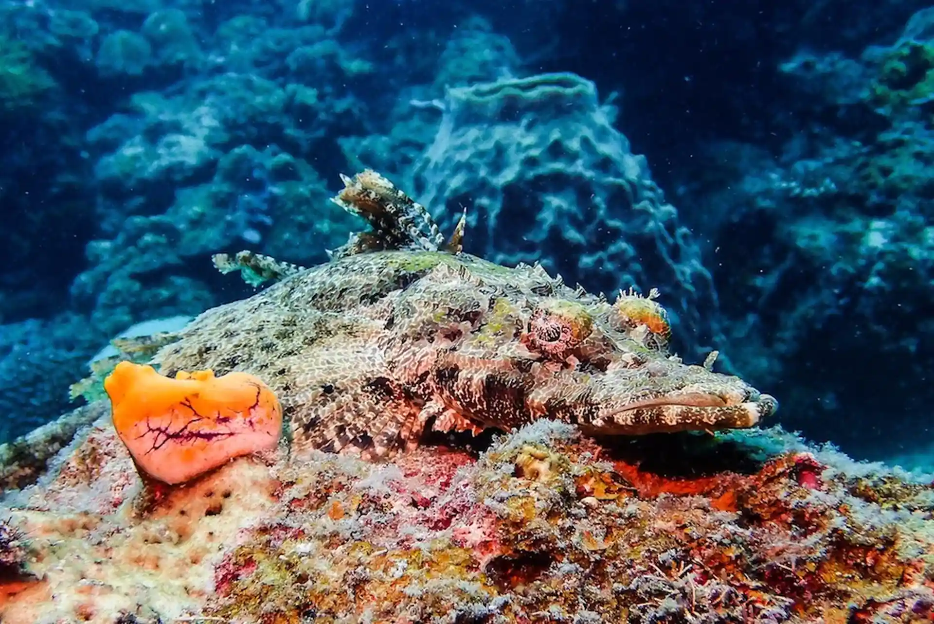 Dive site photo
