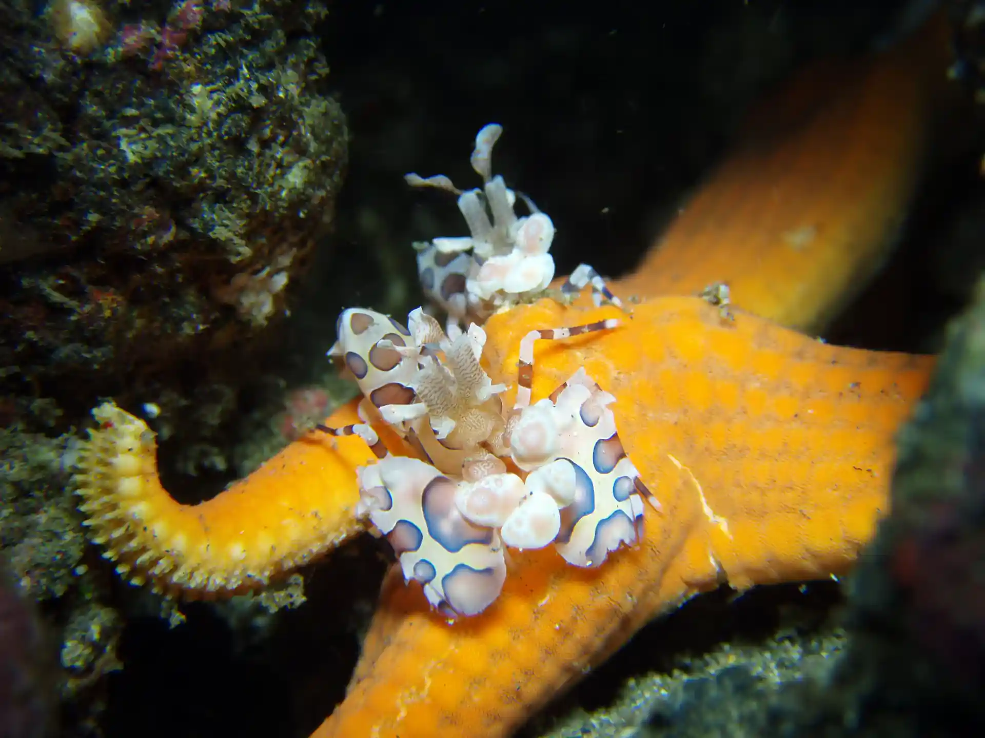 Dive shop photo