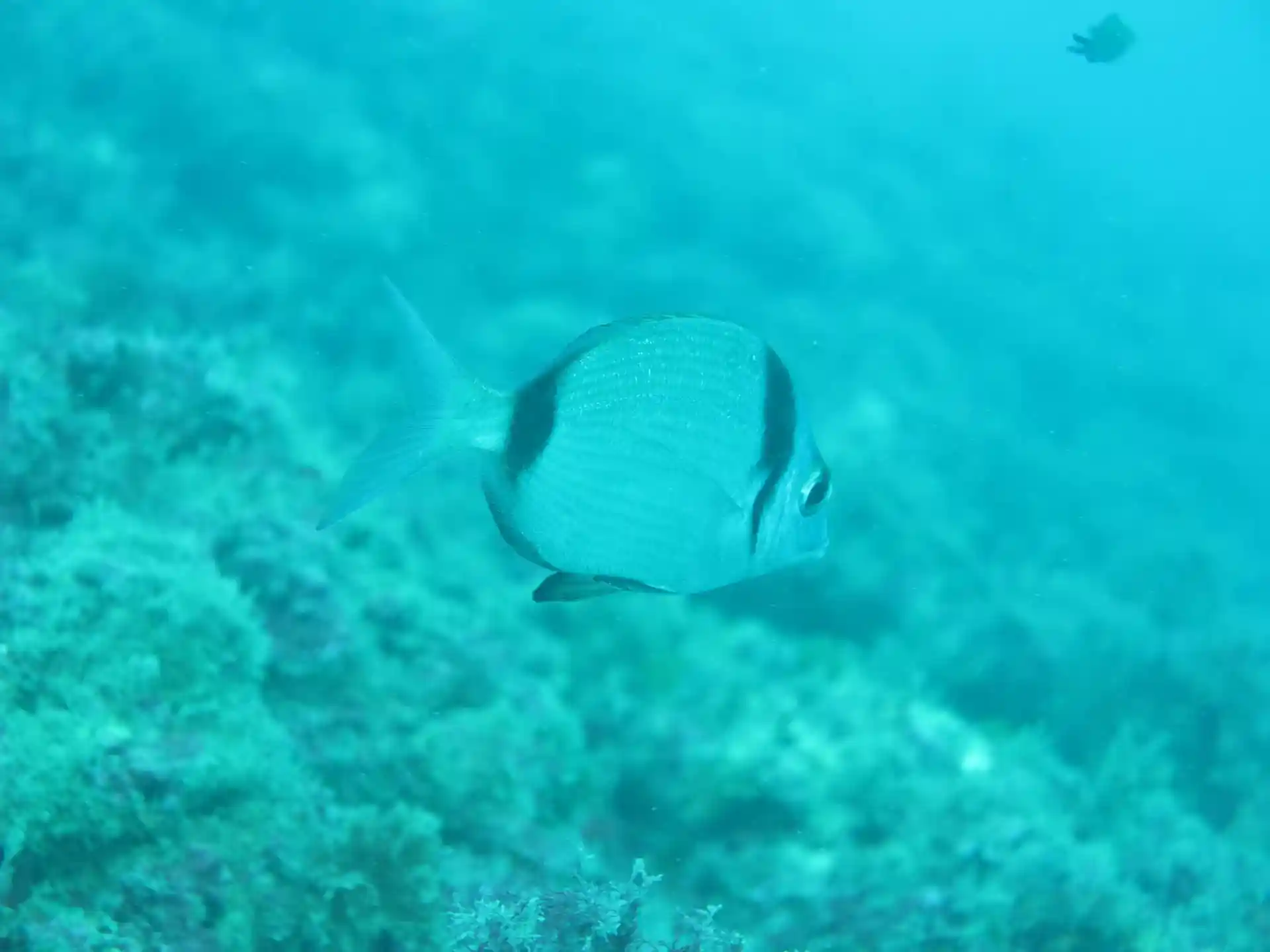 Foto del sitio de buceo