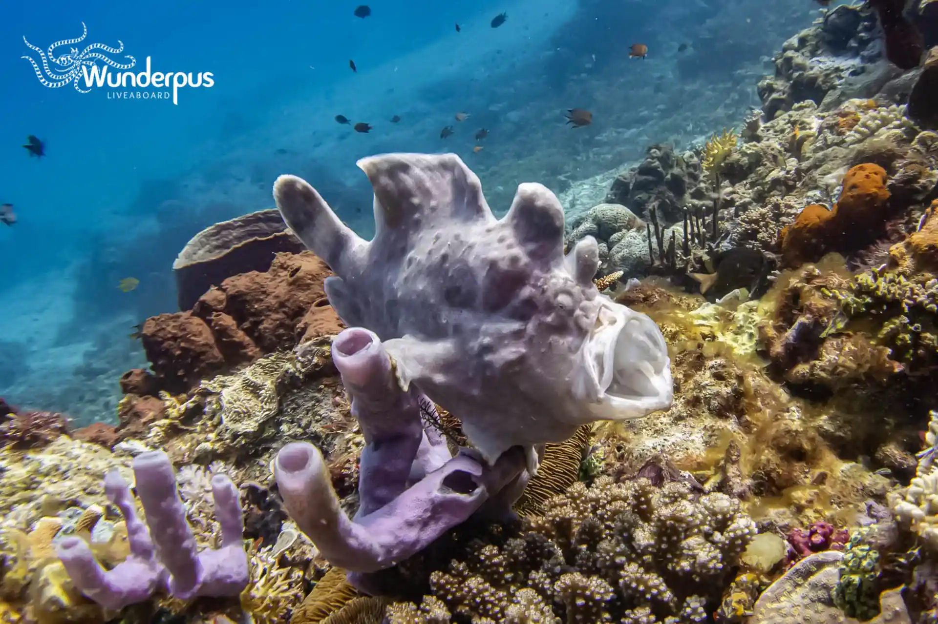 Dive shop photo