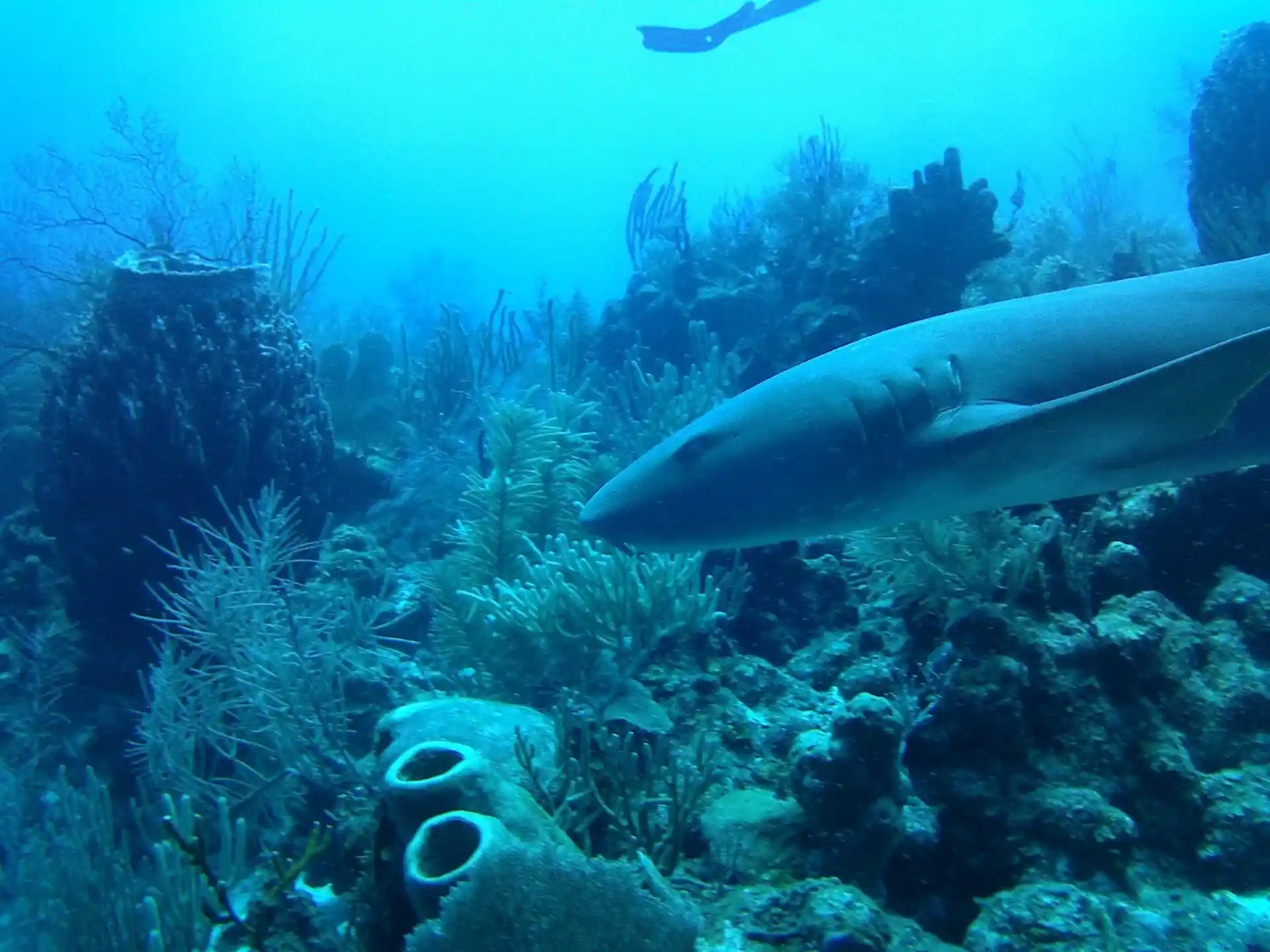 Foto van de duiklocatie