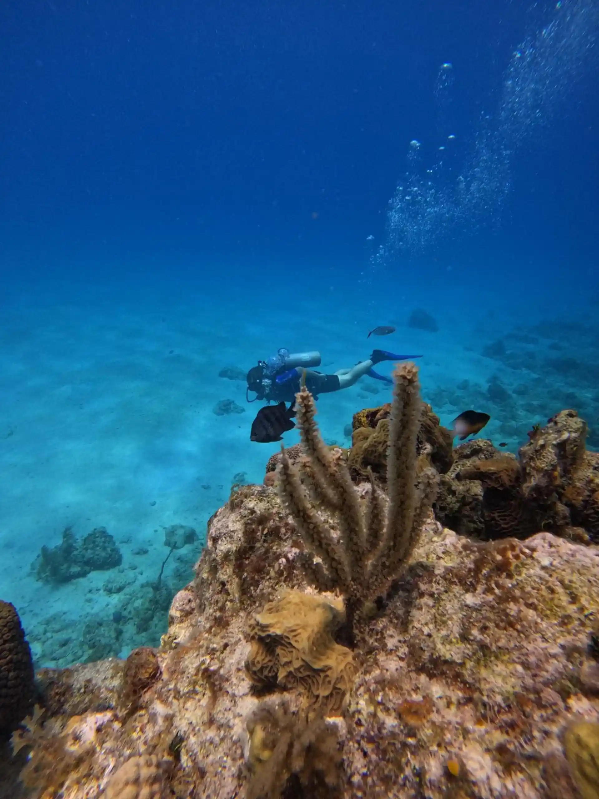 Dive site photo