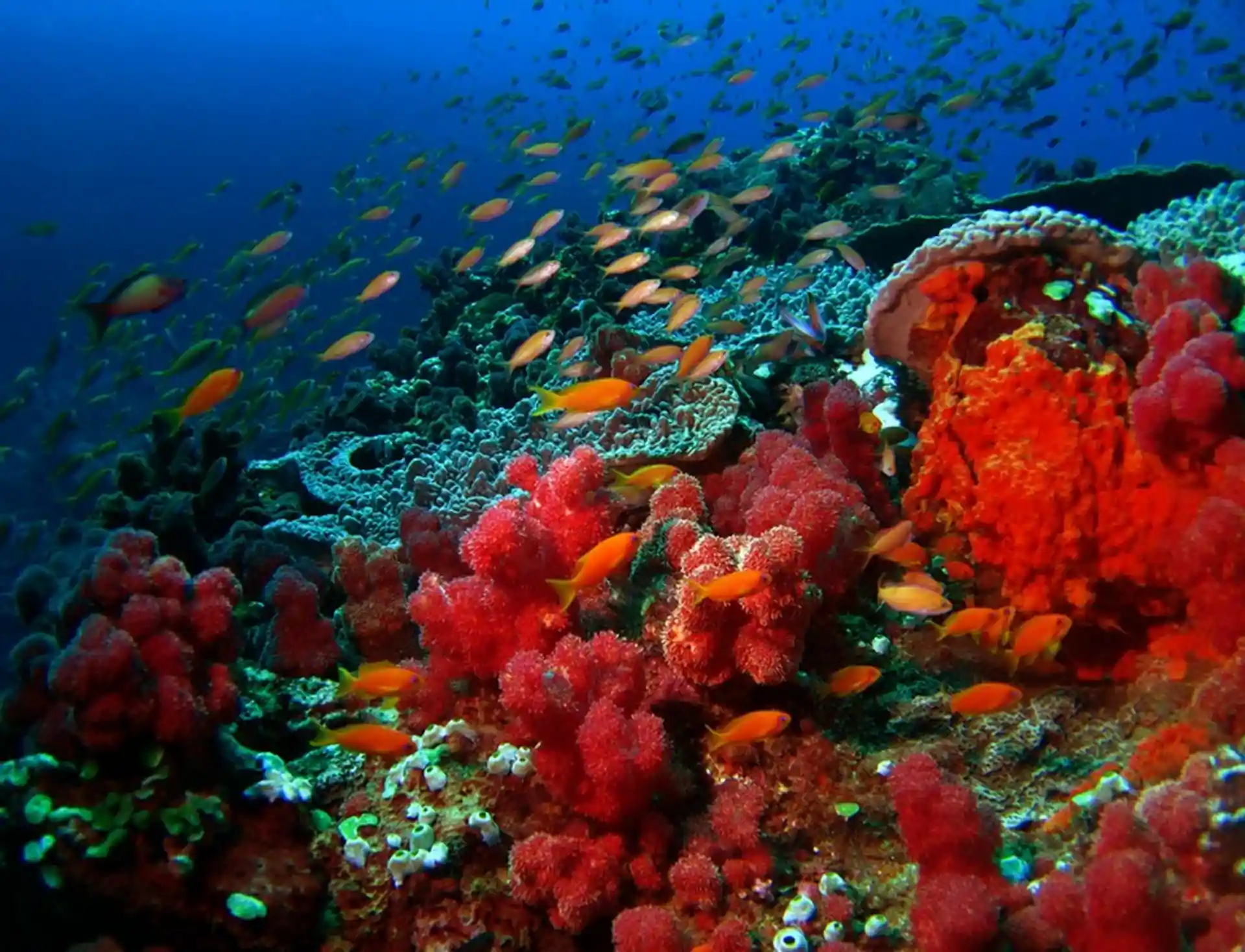 Foto des Tauchplatzes