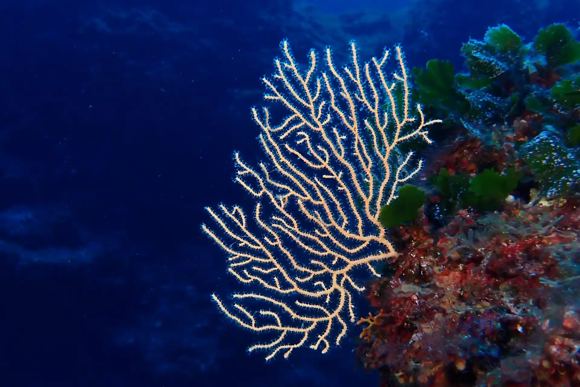 Photo du site de plongée