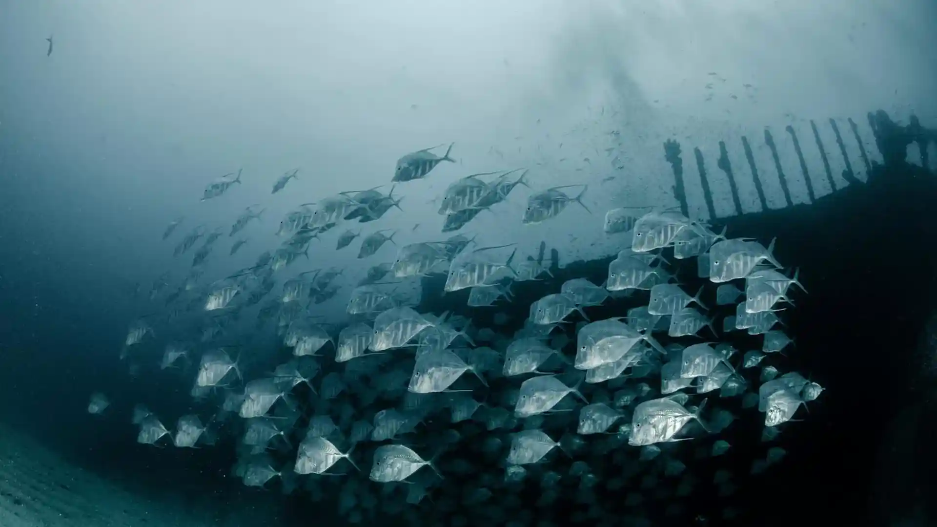 다이빙 포인트 사진