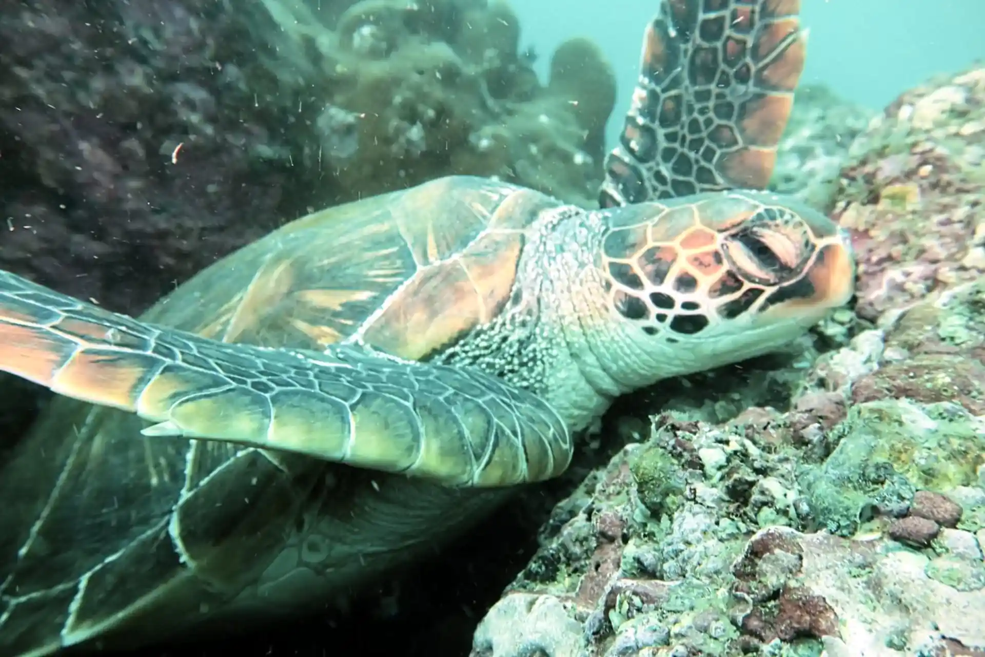 Dive shop photo