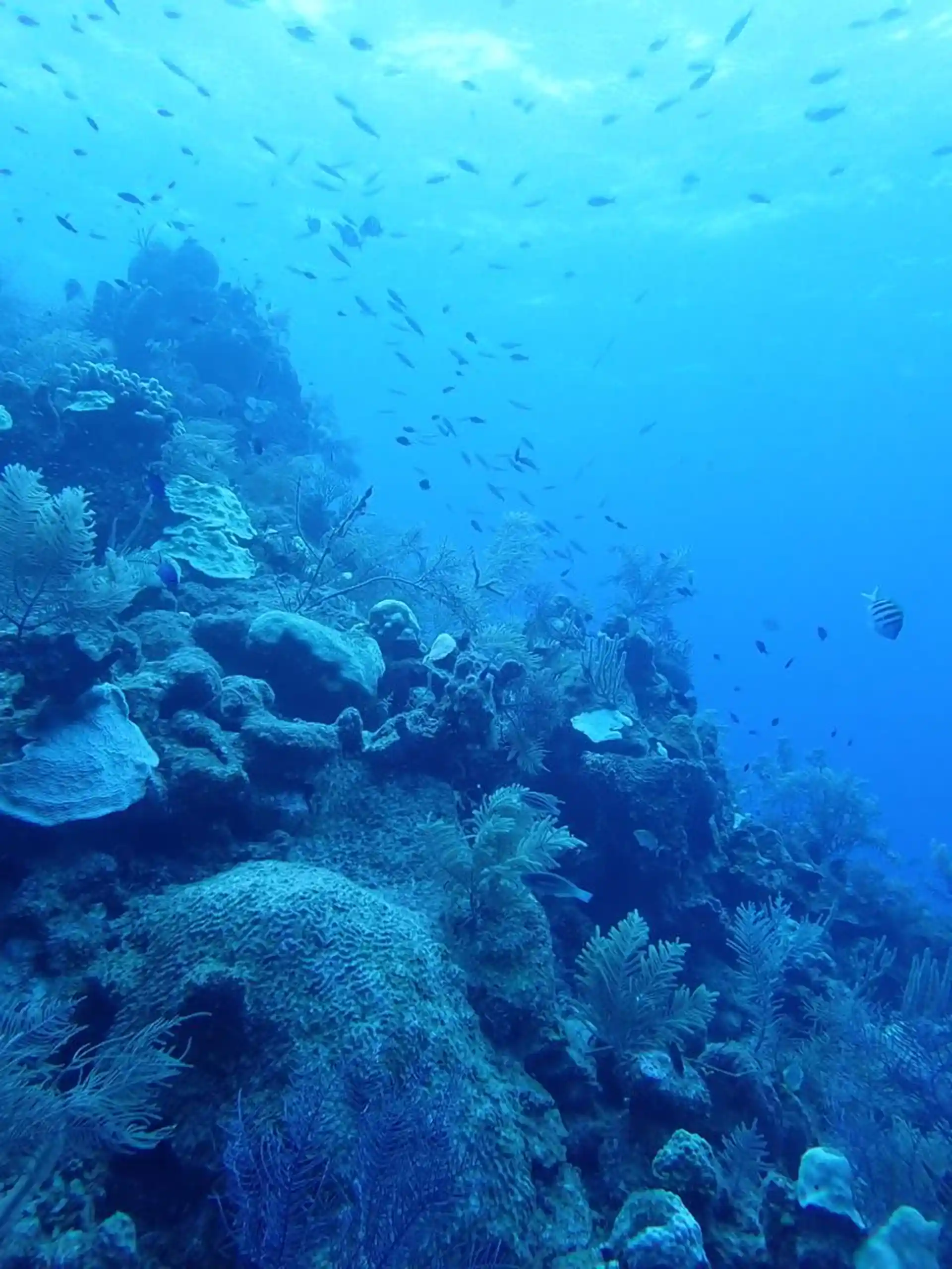 Dive site photo
