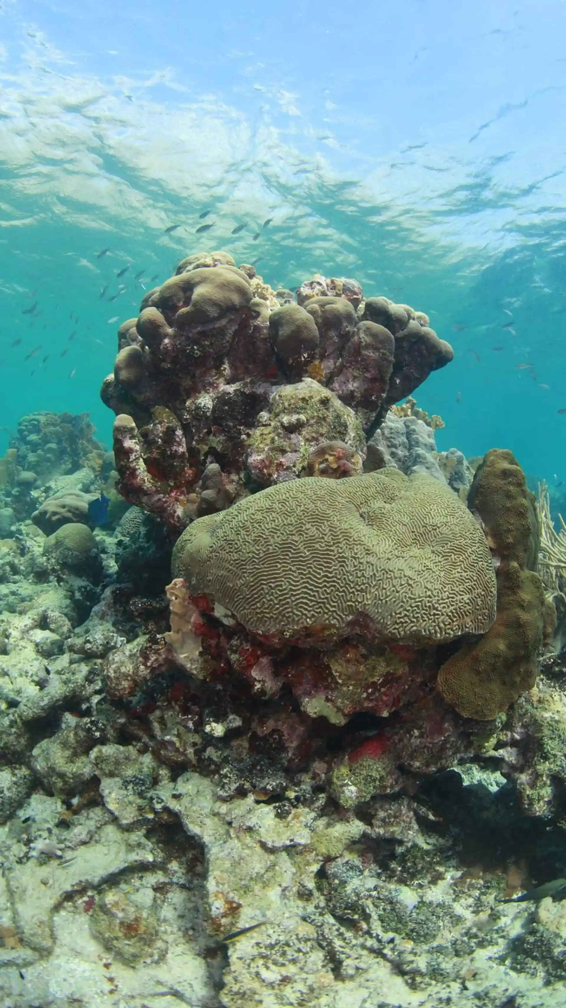 Dive site photo