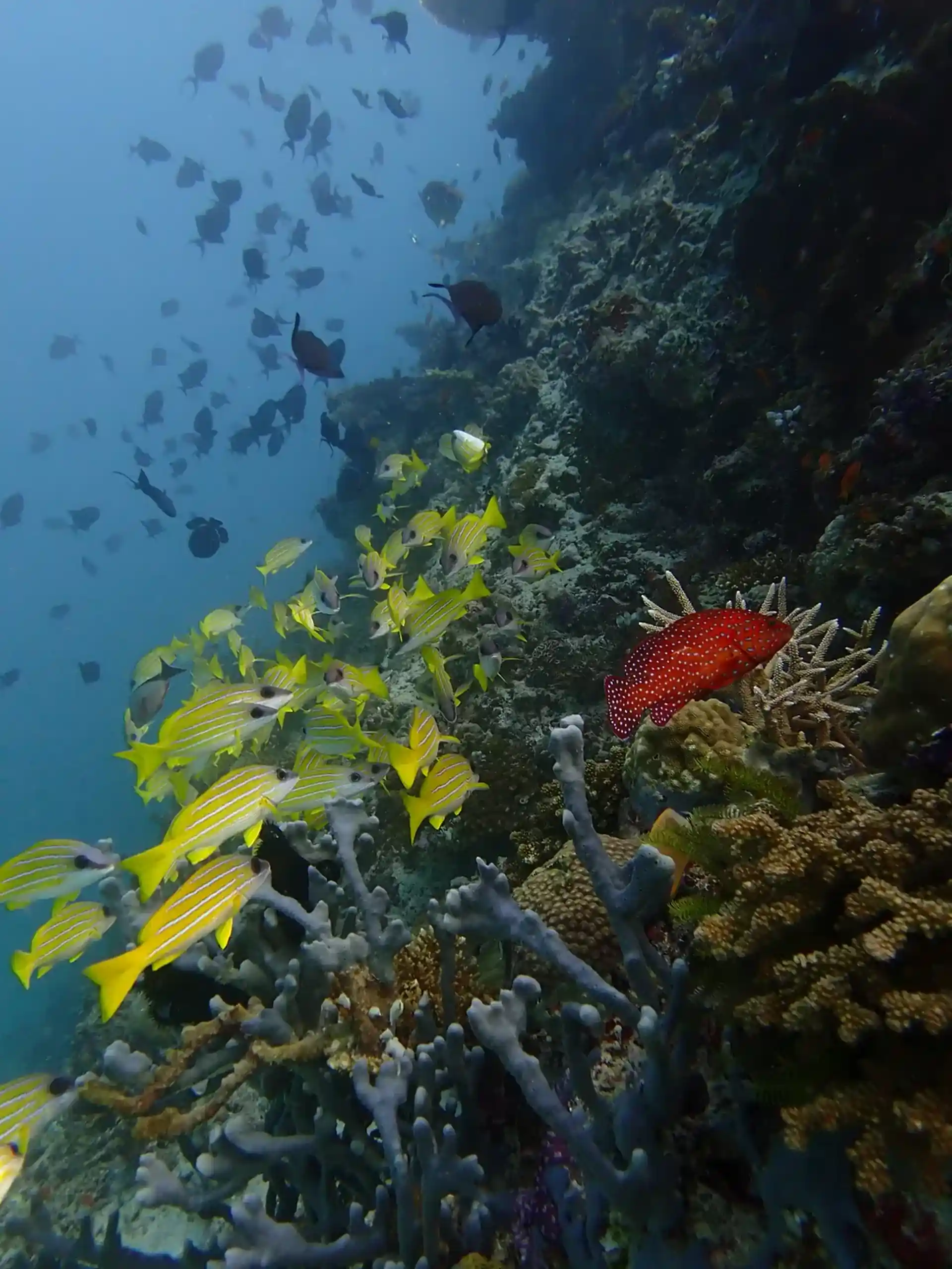Dive site photo