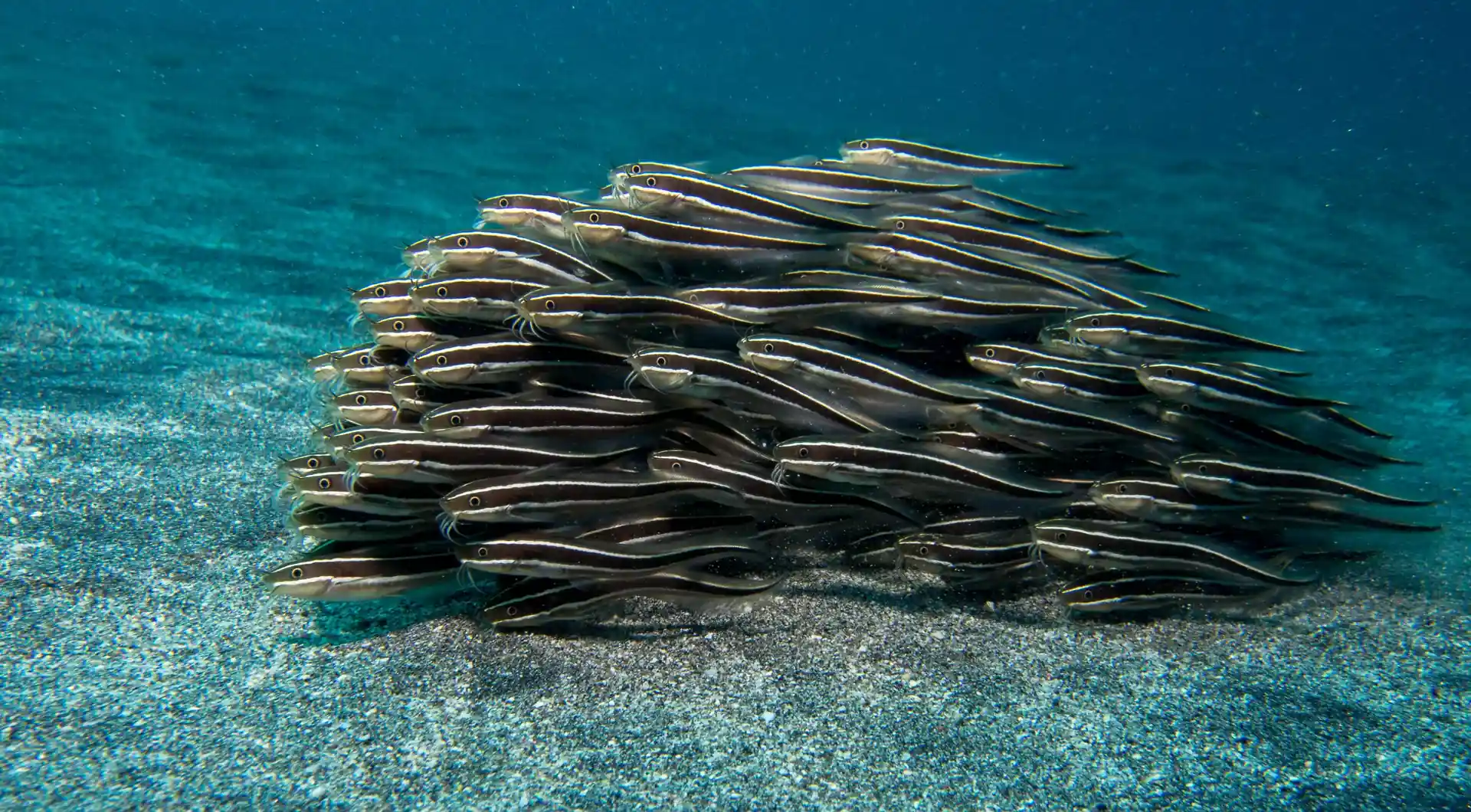 Dive site photo
