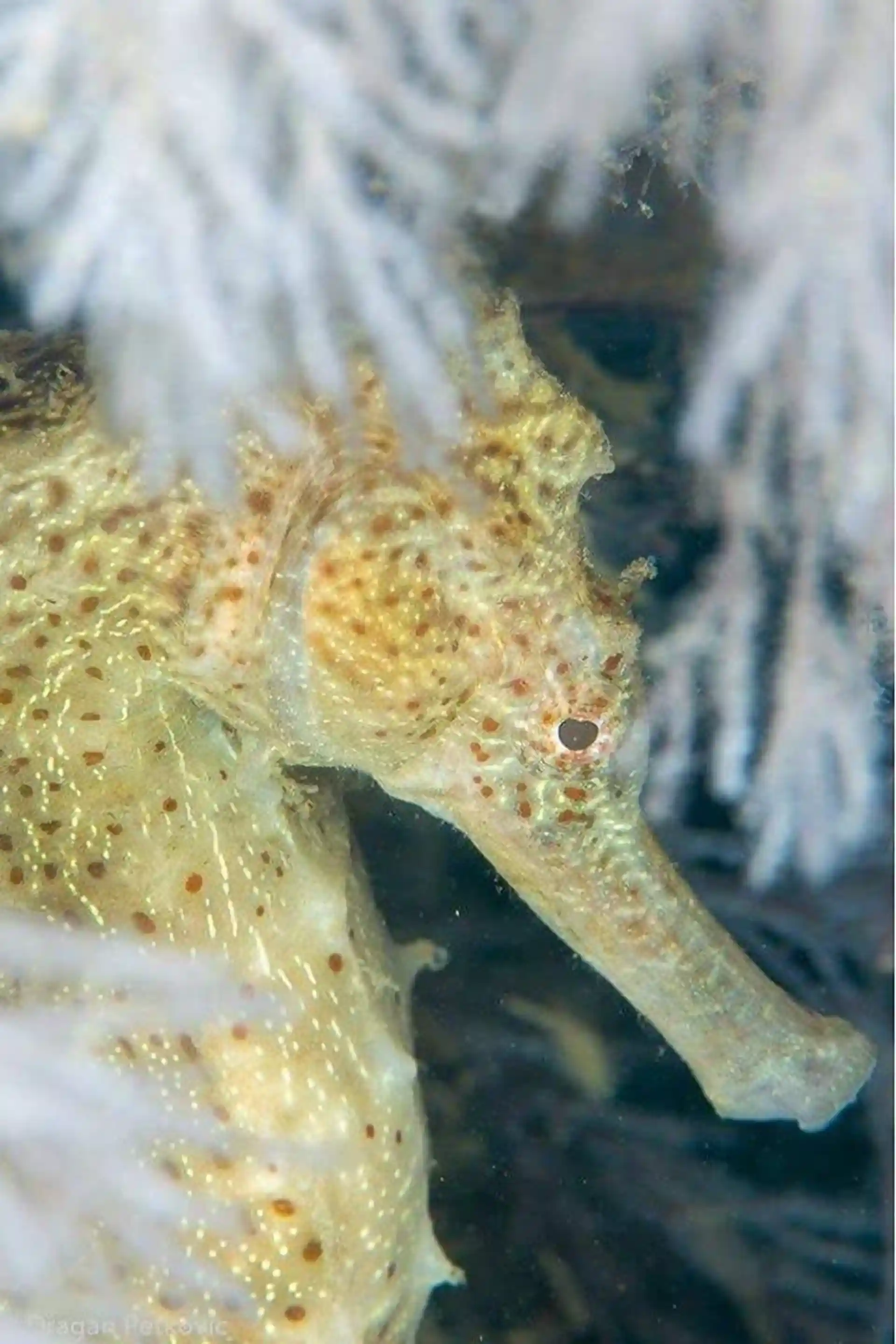 Foto des Tauchplatzes