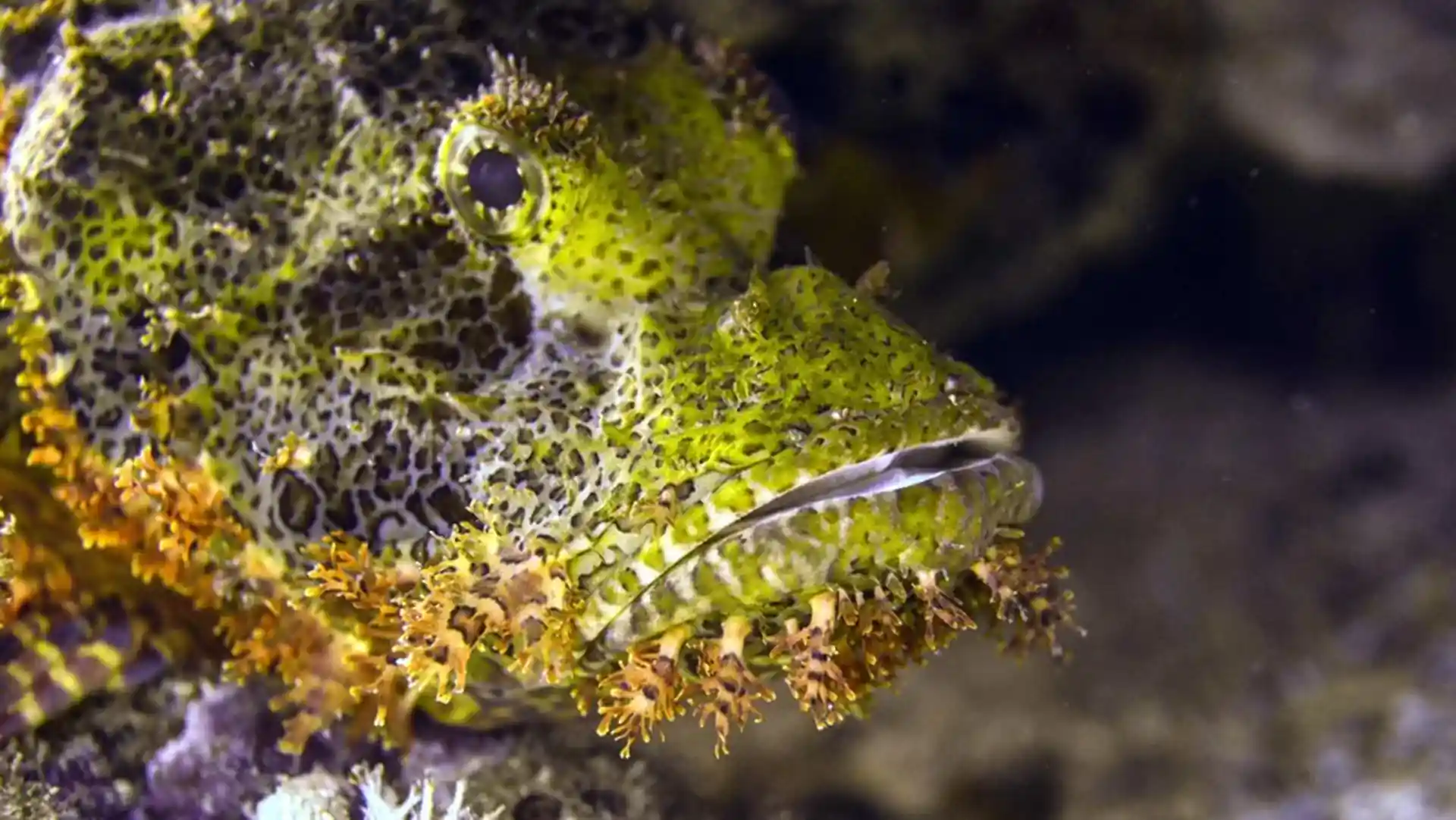 Photo du site de plongée