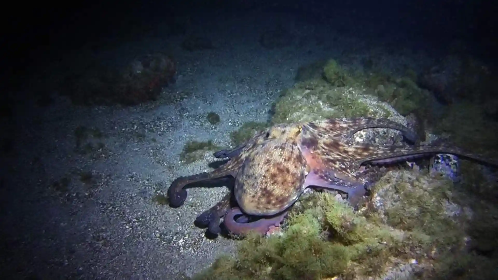 PADI Night diver course tenerife